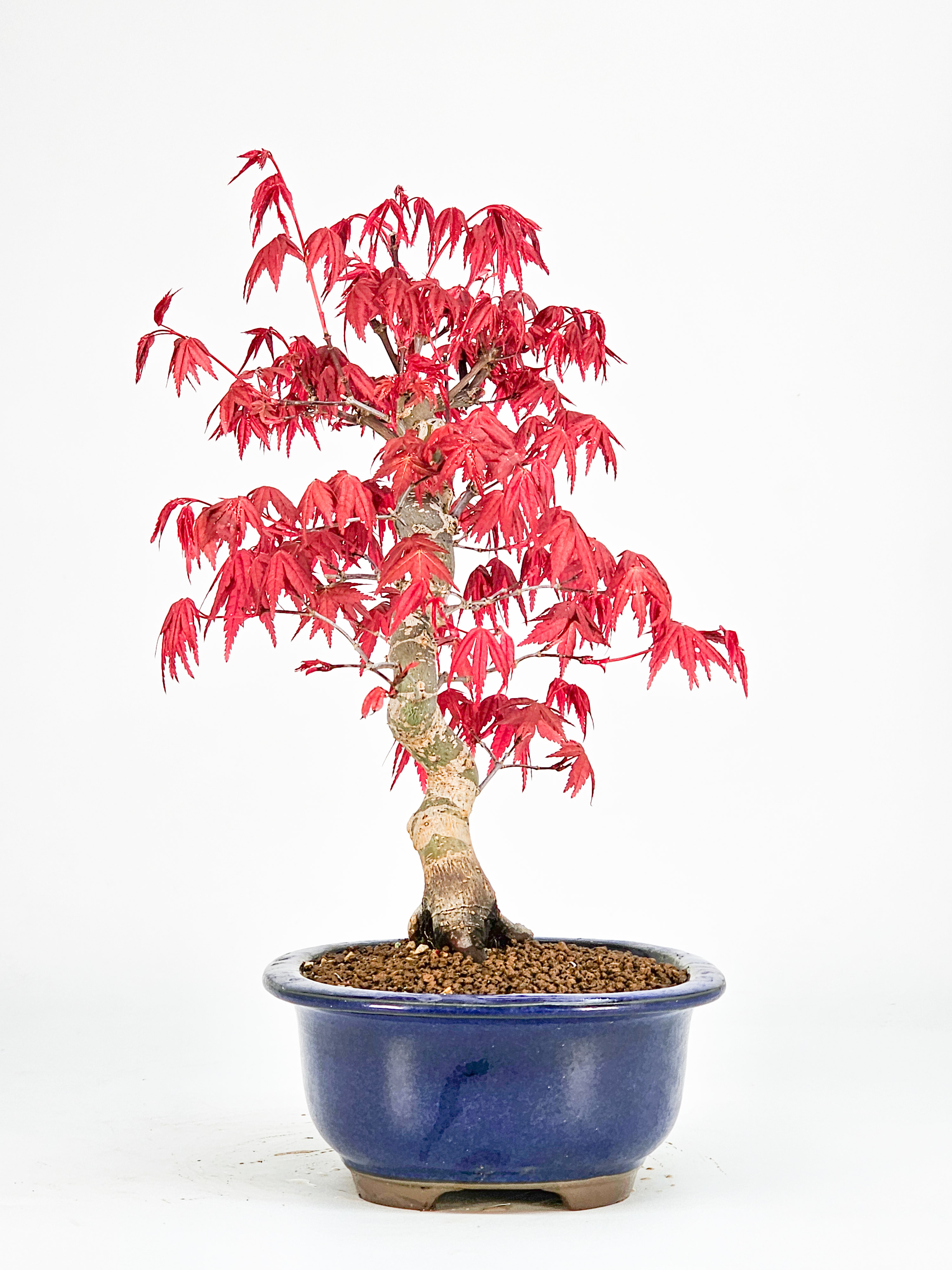 Bonsai Fächerahorn Acer palmatum Deshojo Shohin 21cm 