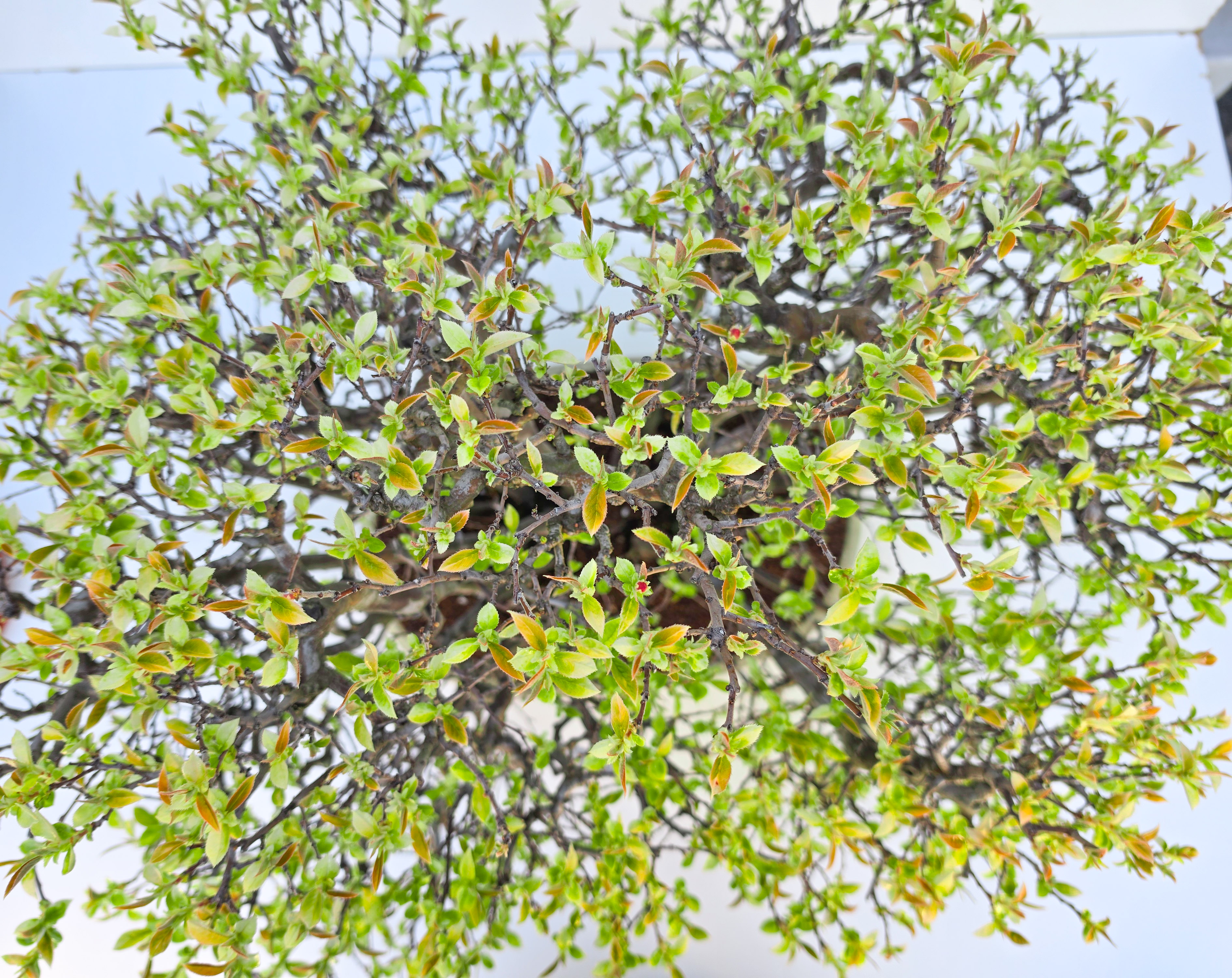 Bonsai Quitte - Pseudocydonia sinensis Wald 61cm Video!!