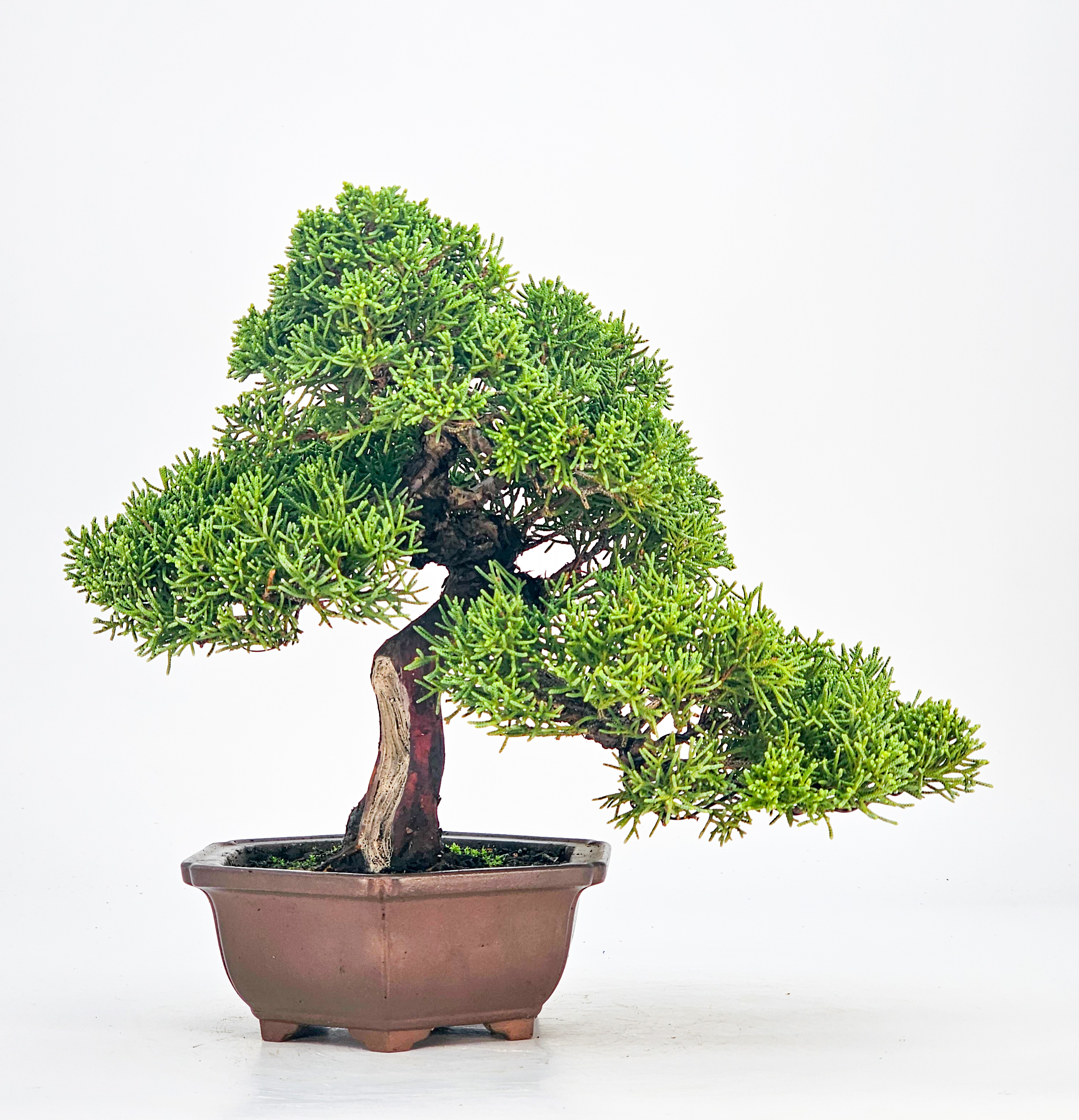 Bonsai Wacholder Juniperus chinensis Shohin 21cm