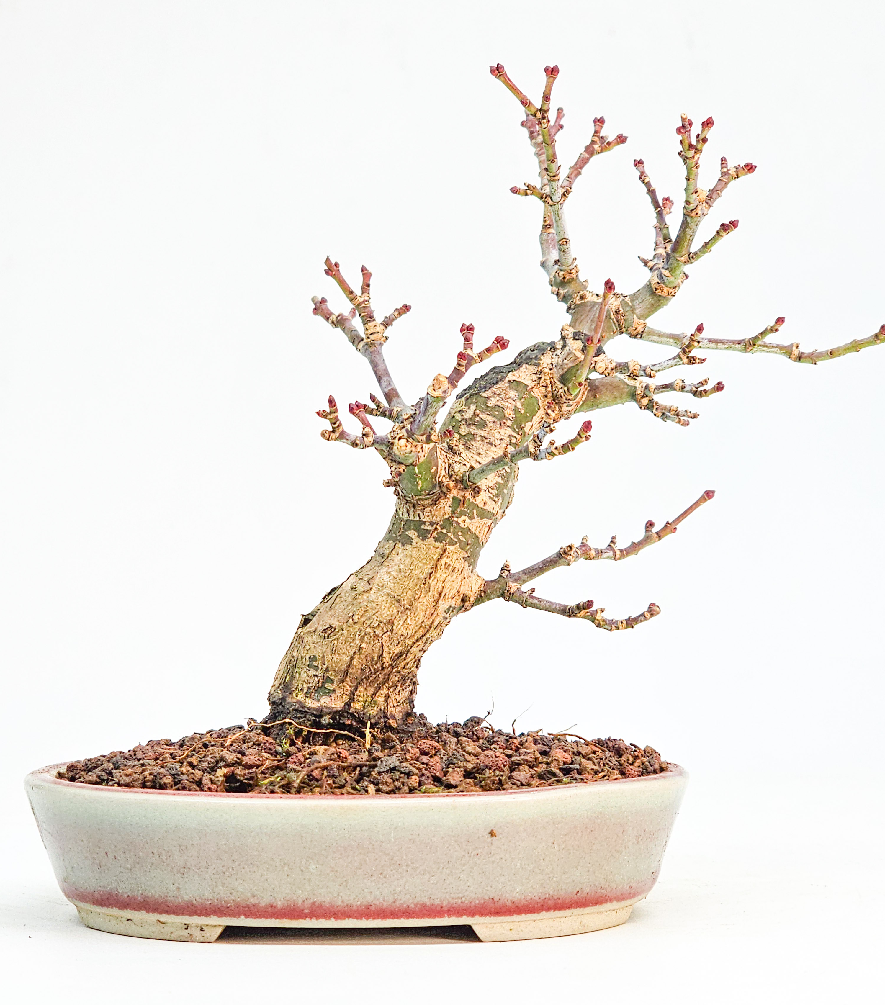 Bonsai Löwenkopfahorn- Acer palmatum Shishigashira Shohin 13cm 