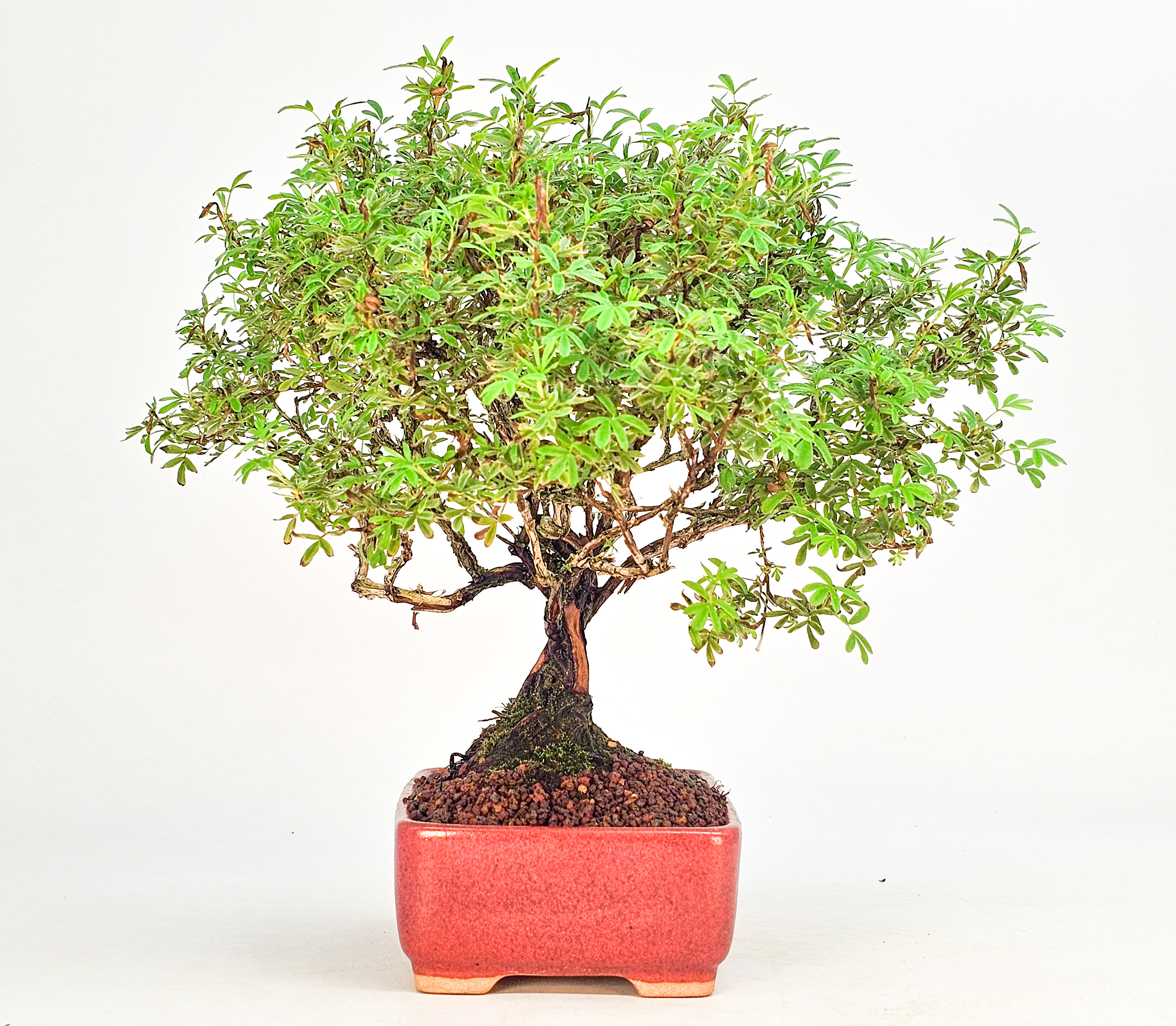 Bonsai Potentilla fruticosa - Fingerstrauch Shohin 19cm   