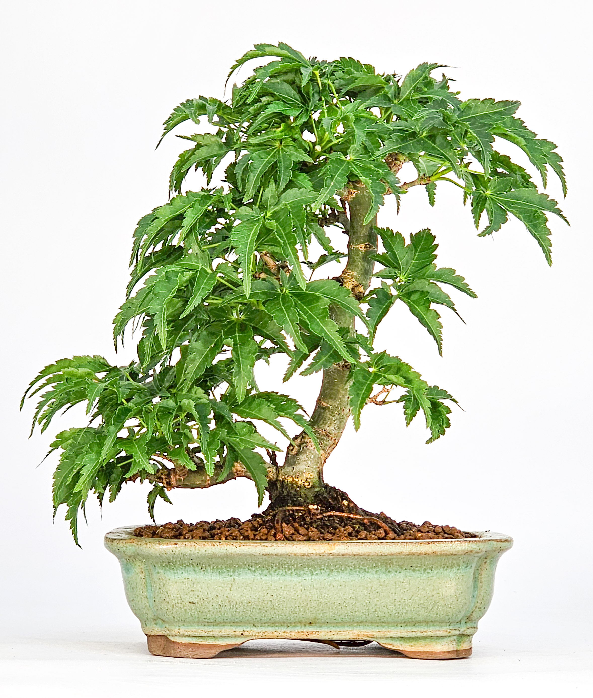 Bonsai Löwenkopfahorn- Acer palmatum Shishigashira Shohin 14cm