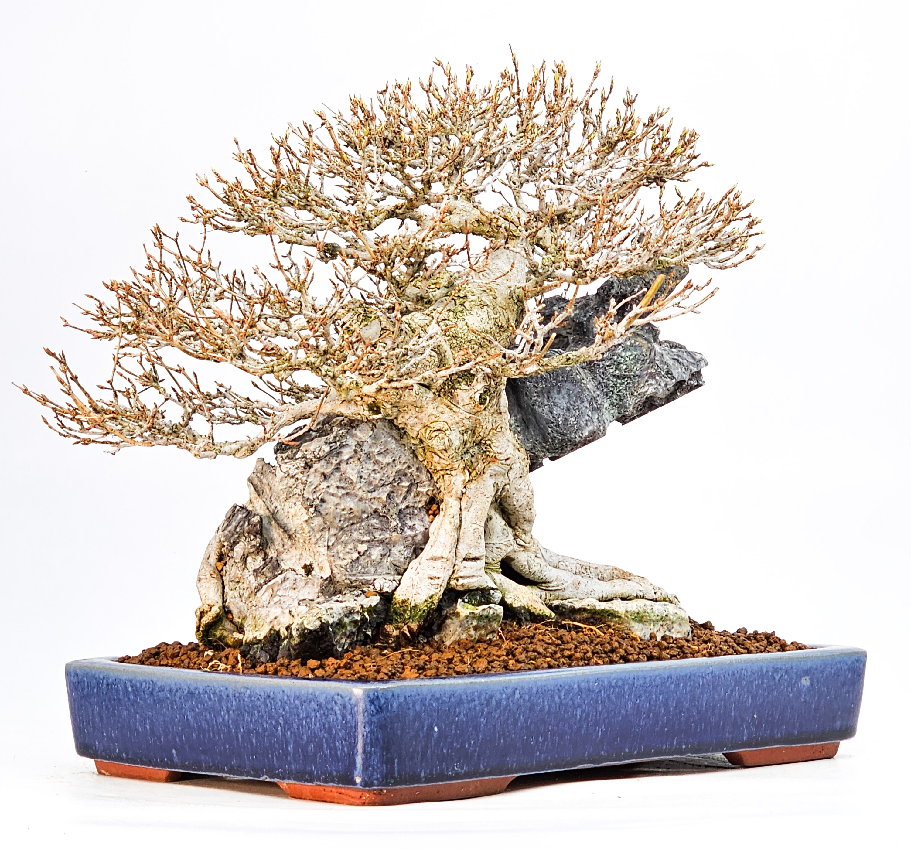 Bonsai Dreispitzahorn - Acer buergerianum Ishizuki 25cm Video!! Bonsai Dreispitzahorn - Acer buergerianum Ishizuki 25cm Video!!