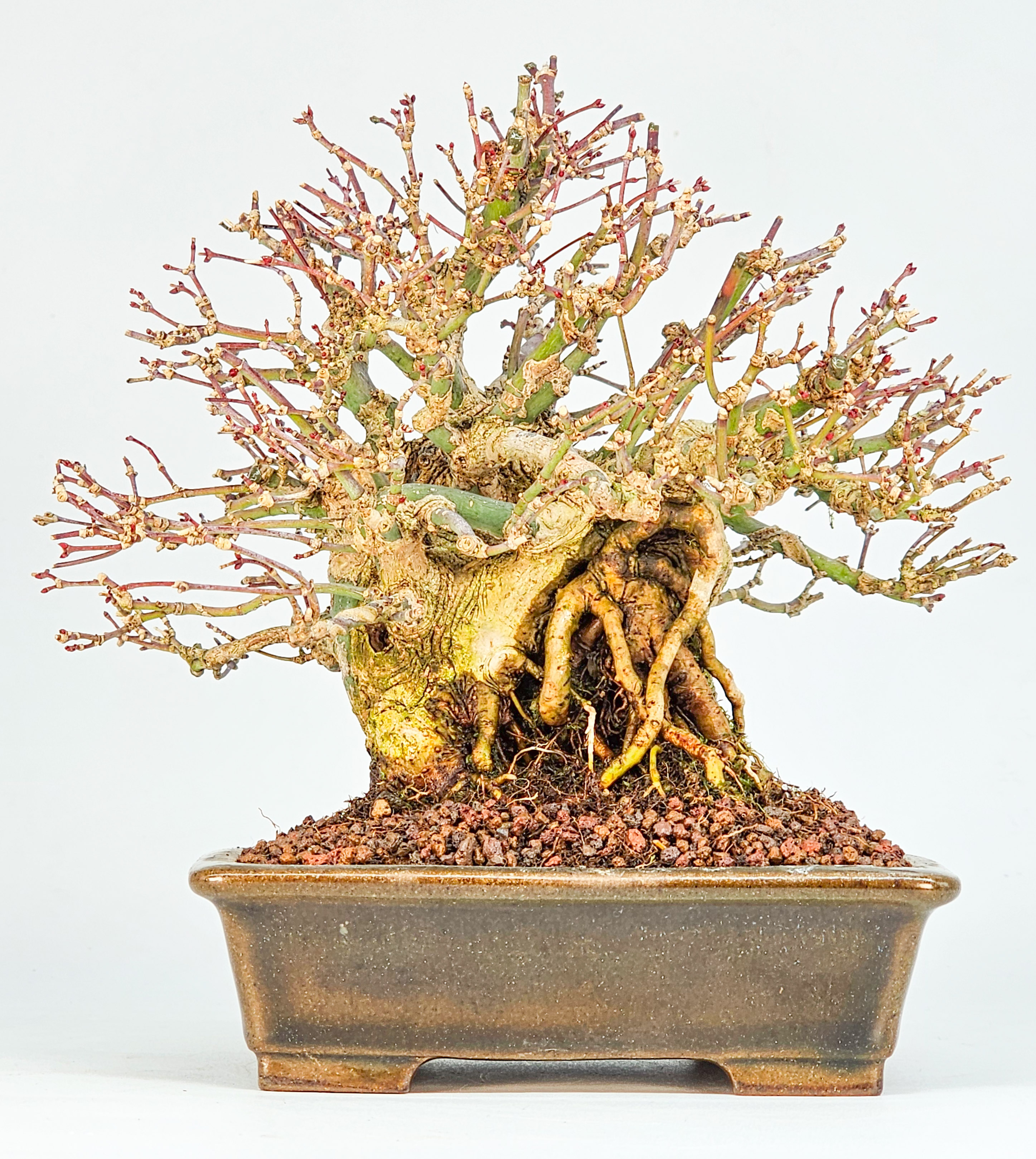 Bonsai Premium Fächerahorn - Acer Palmatum maihime Shohin 16cm