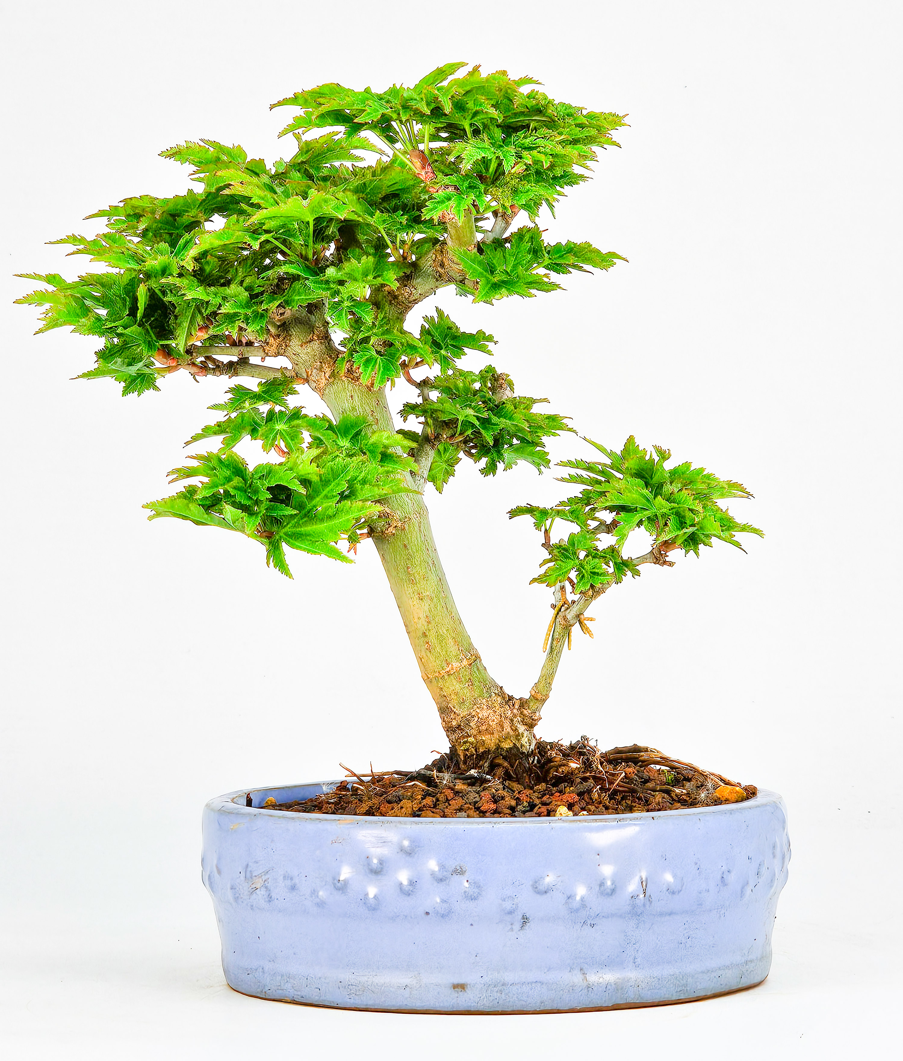 Bonsai Löwenkopfahorn- Acer palmatum Shishigashira Shohin 14cm