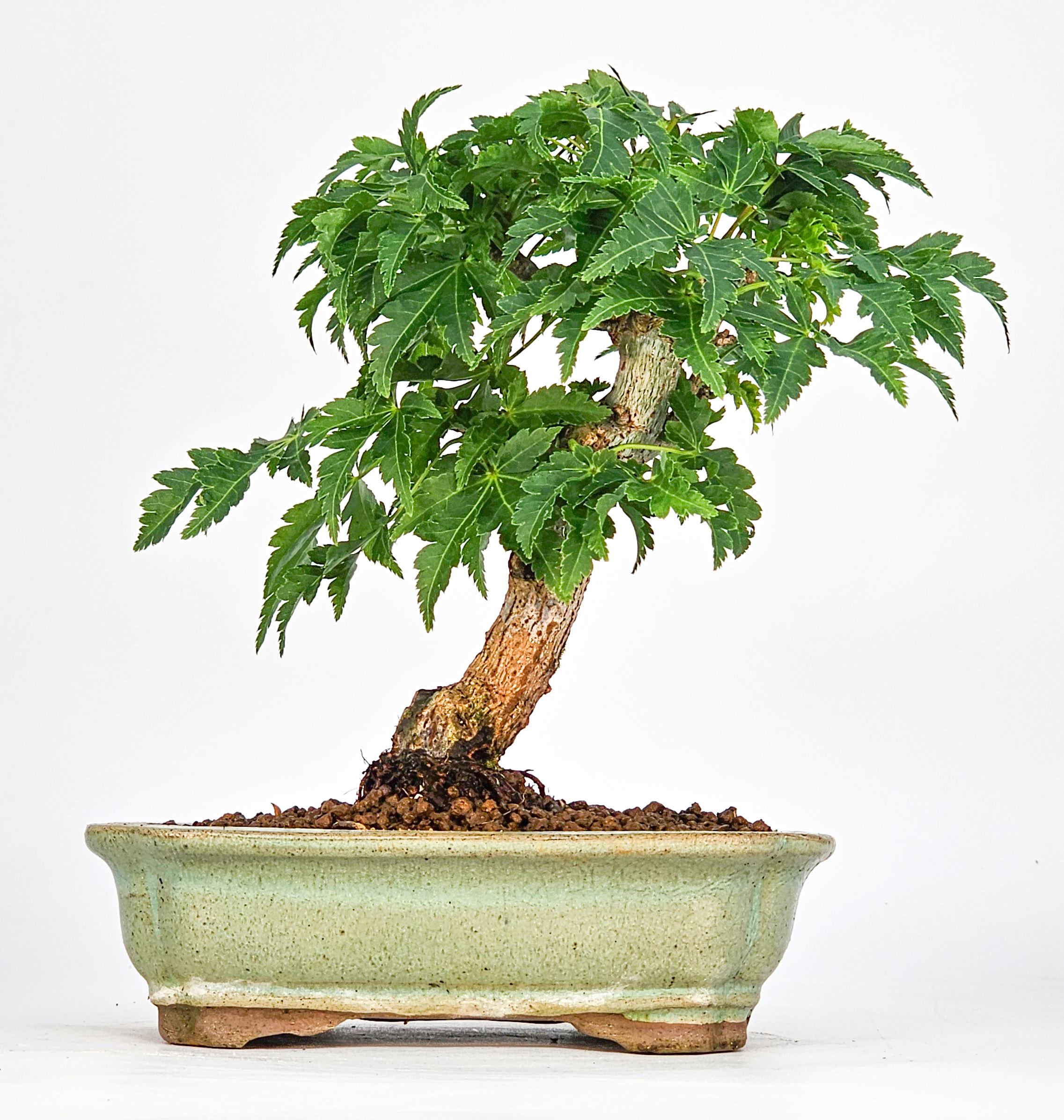 Bonsai Löwenkopfahorn- Acer palmatum Shishigashira Shohin 11cm