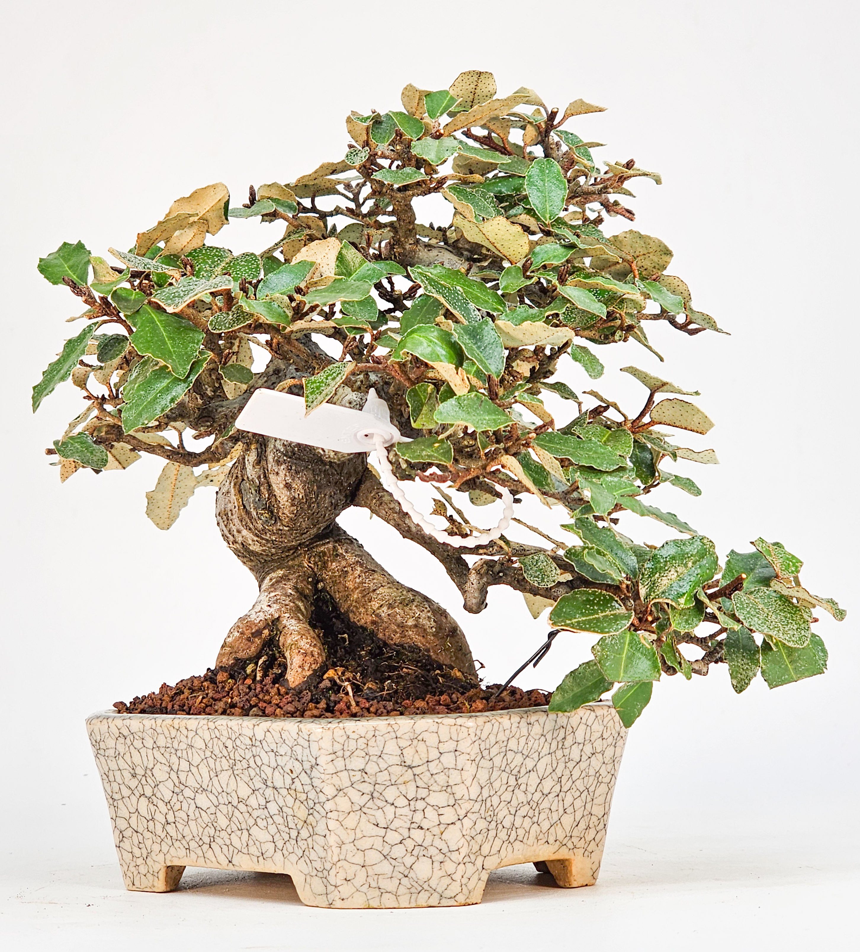 Bonsai Ölweide - Elaeagnus pungens Shohin 17cm