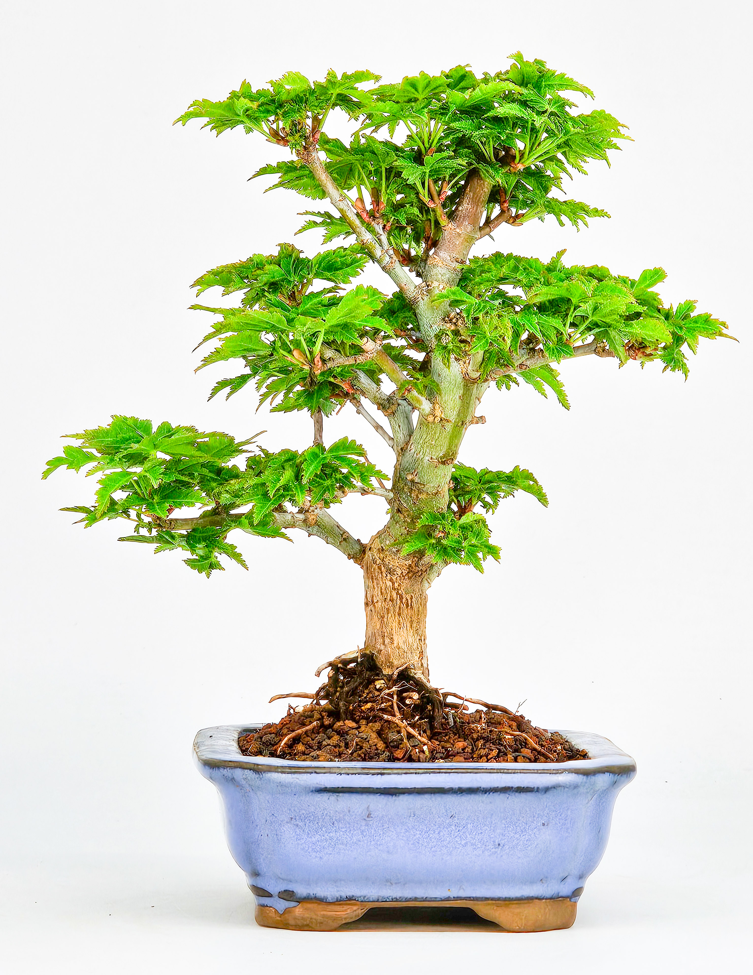 Bonsai Löwenkopfahorn- Acer palmatum Shishigashira Shohin 15cm
