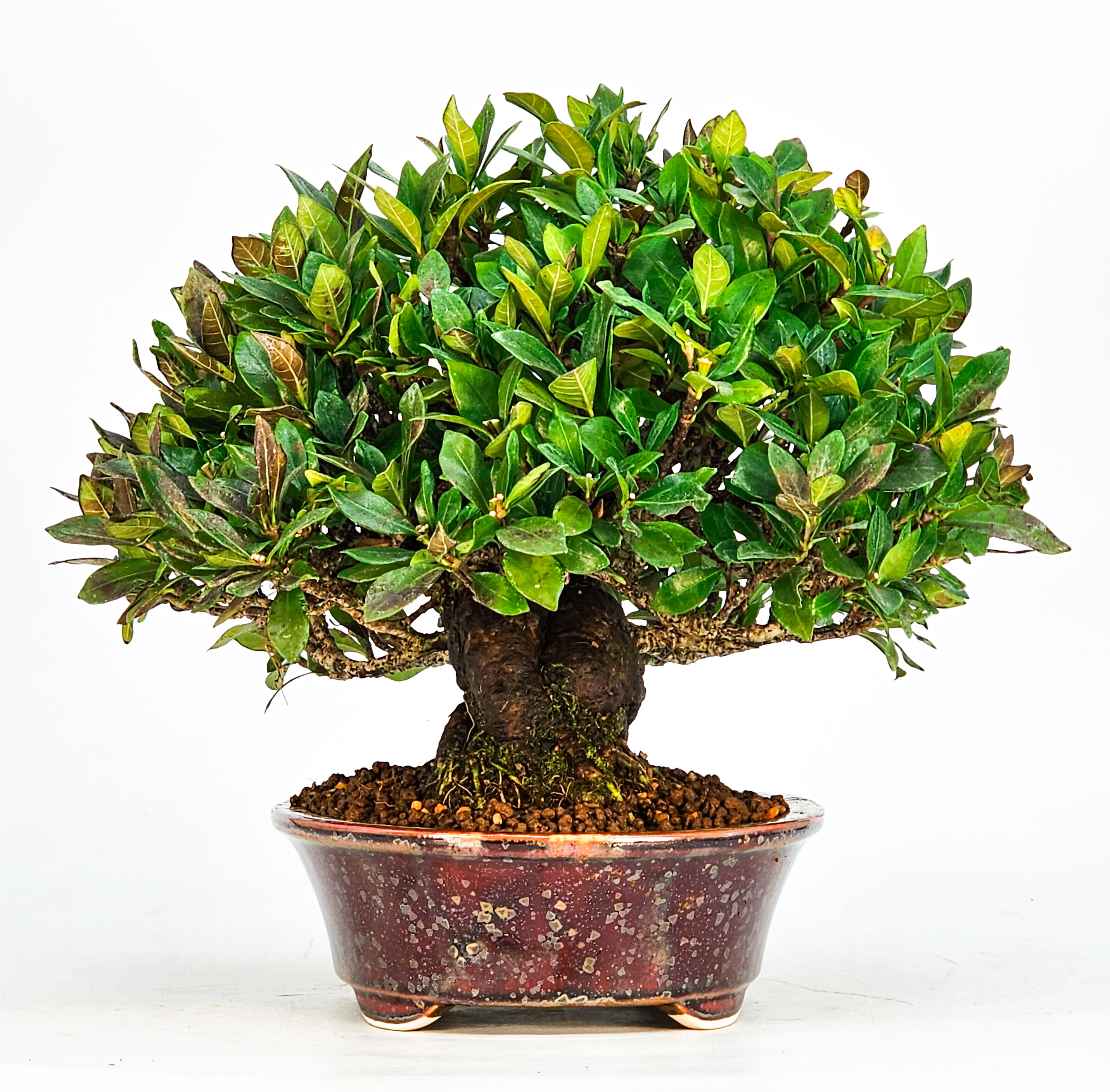 Bonsai Gardenia jasminoides Shohin 20cm Video!!
