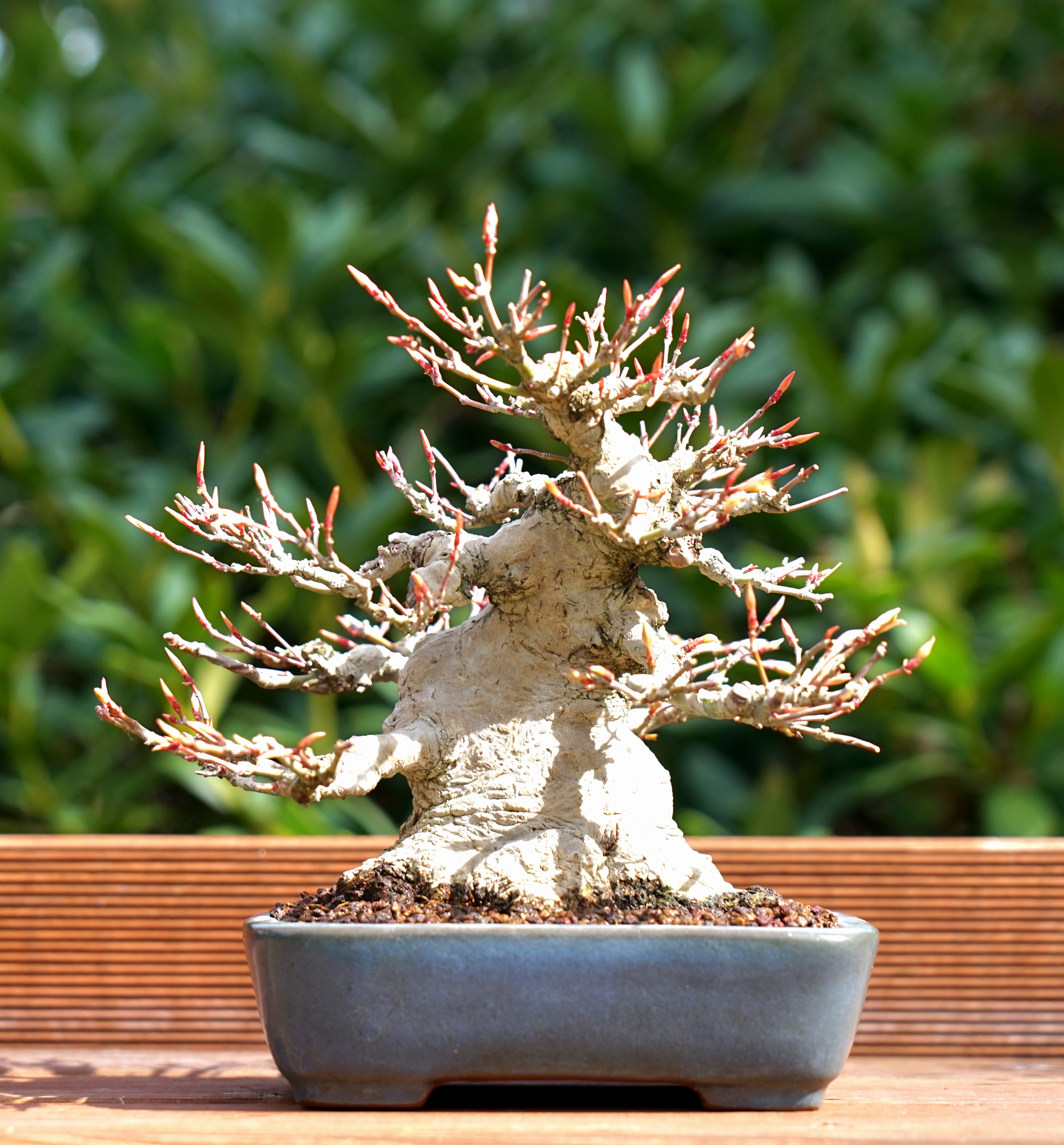 Bonsai Fächerahorn - Acer palmatum Yamamomiji Shohin 18cm     