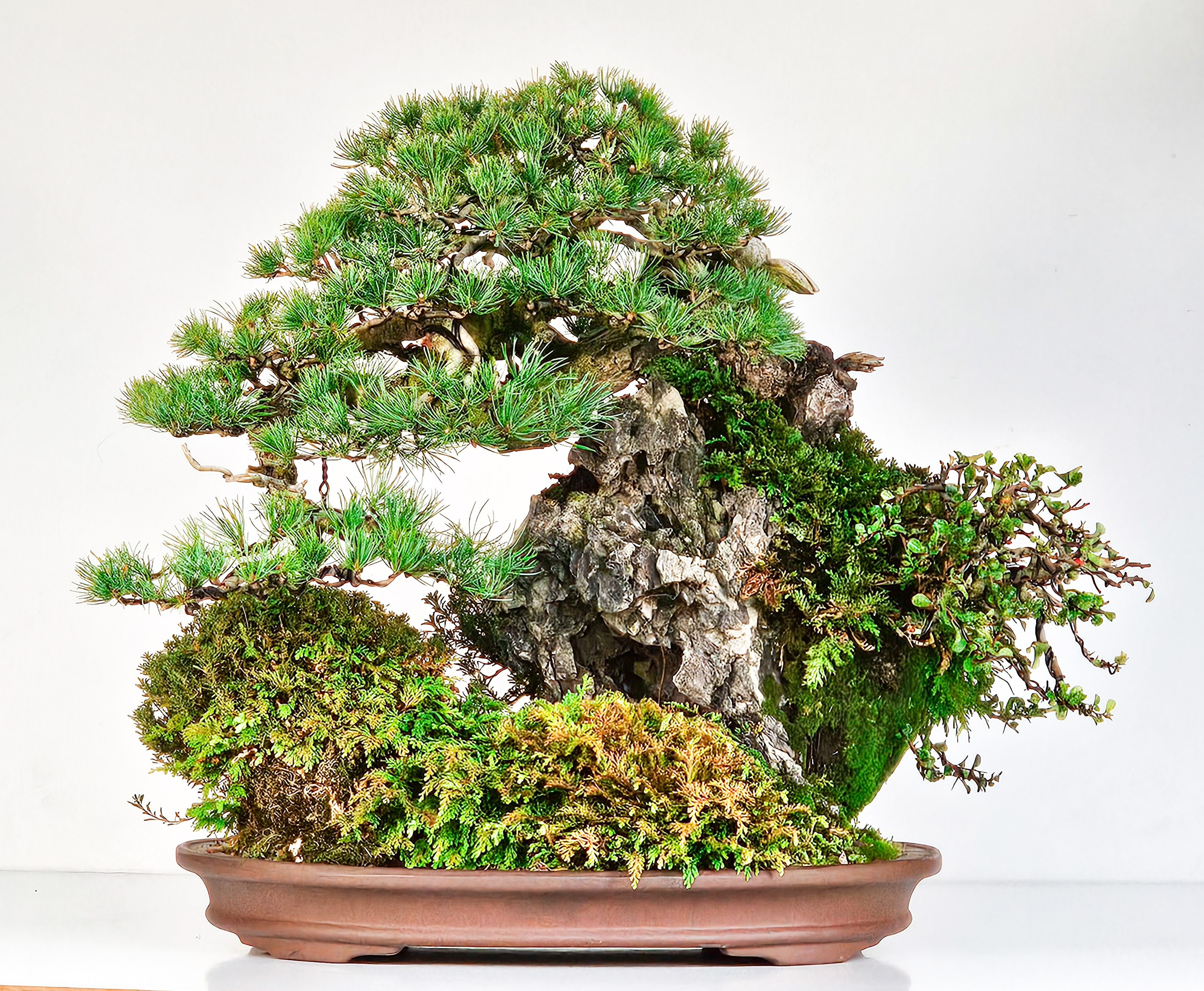 Bonsai Felsenpflanzung Pinus parviflora Mädchenkiefer Ishizuki Chojubai 49cm Video!