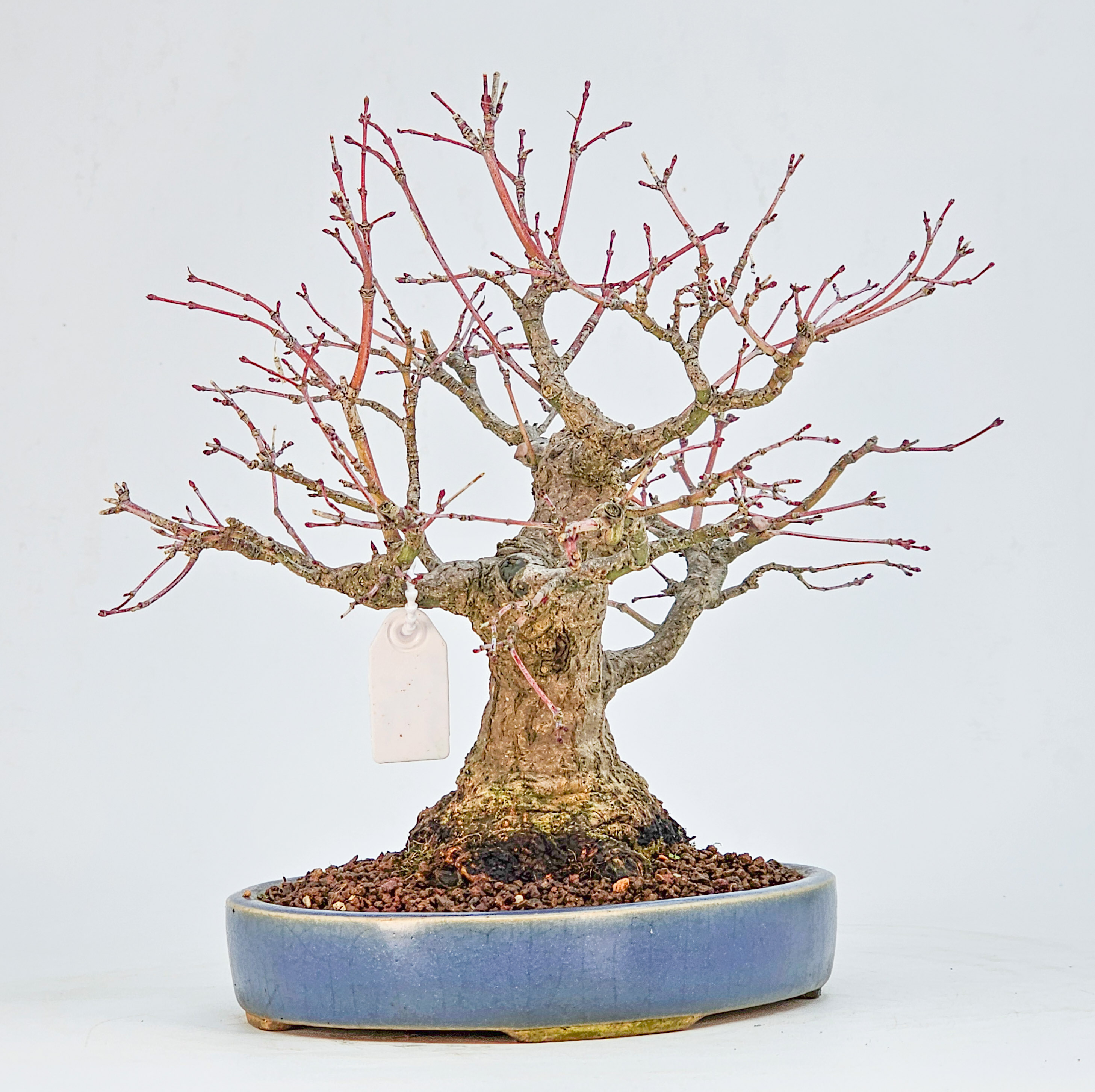 Bonsai Premium Fächerahorn - Acer palmatum Nagaragawa Shohin 20cm