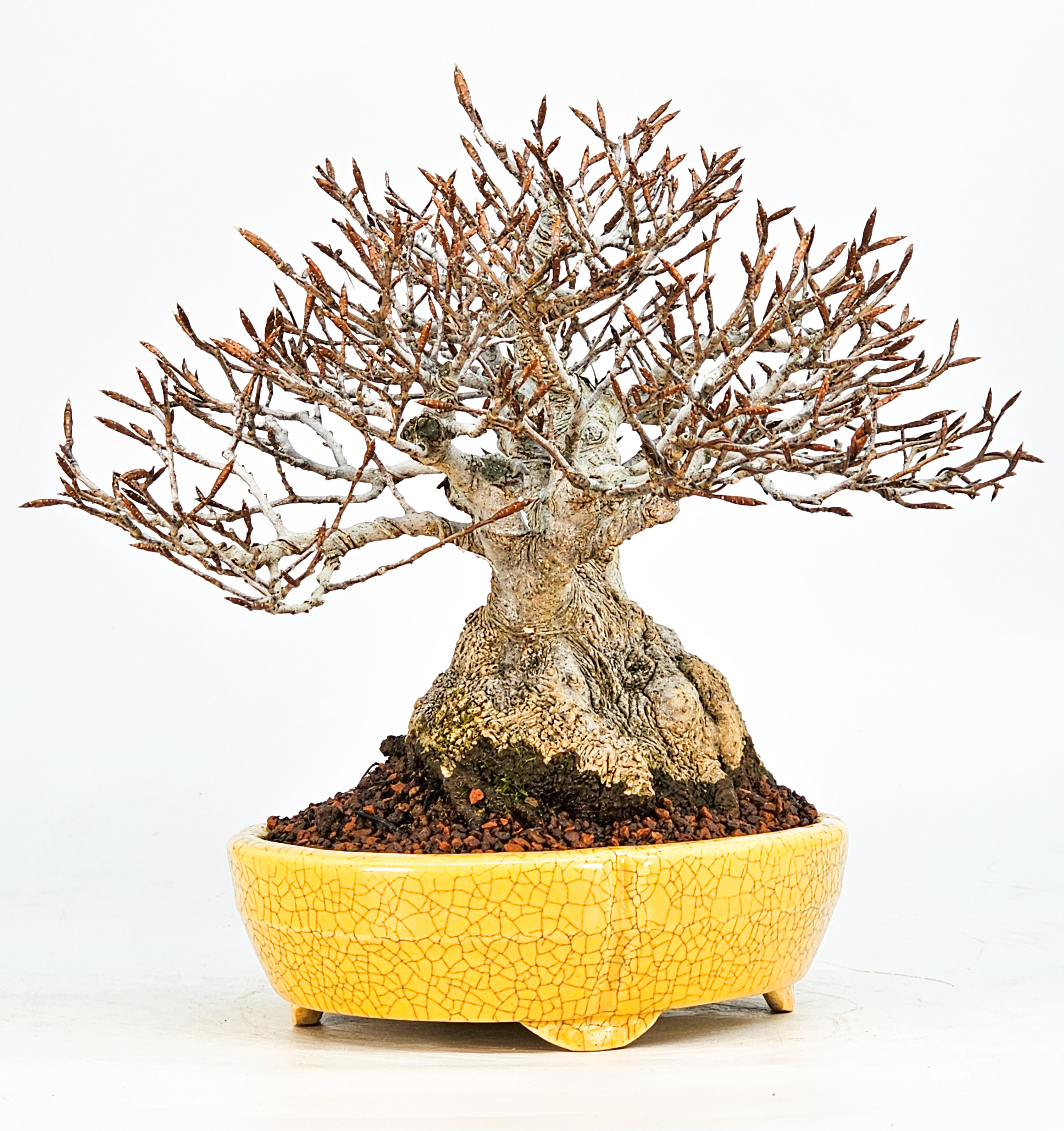 Bonsai Premium Kerbbuche Fagus Crenata 17,5 cm Video!! Bonsai Premium Kerbbuche Fagus Crenata 17,5 cm Video!!