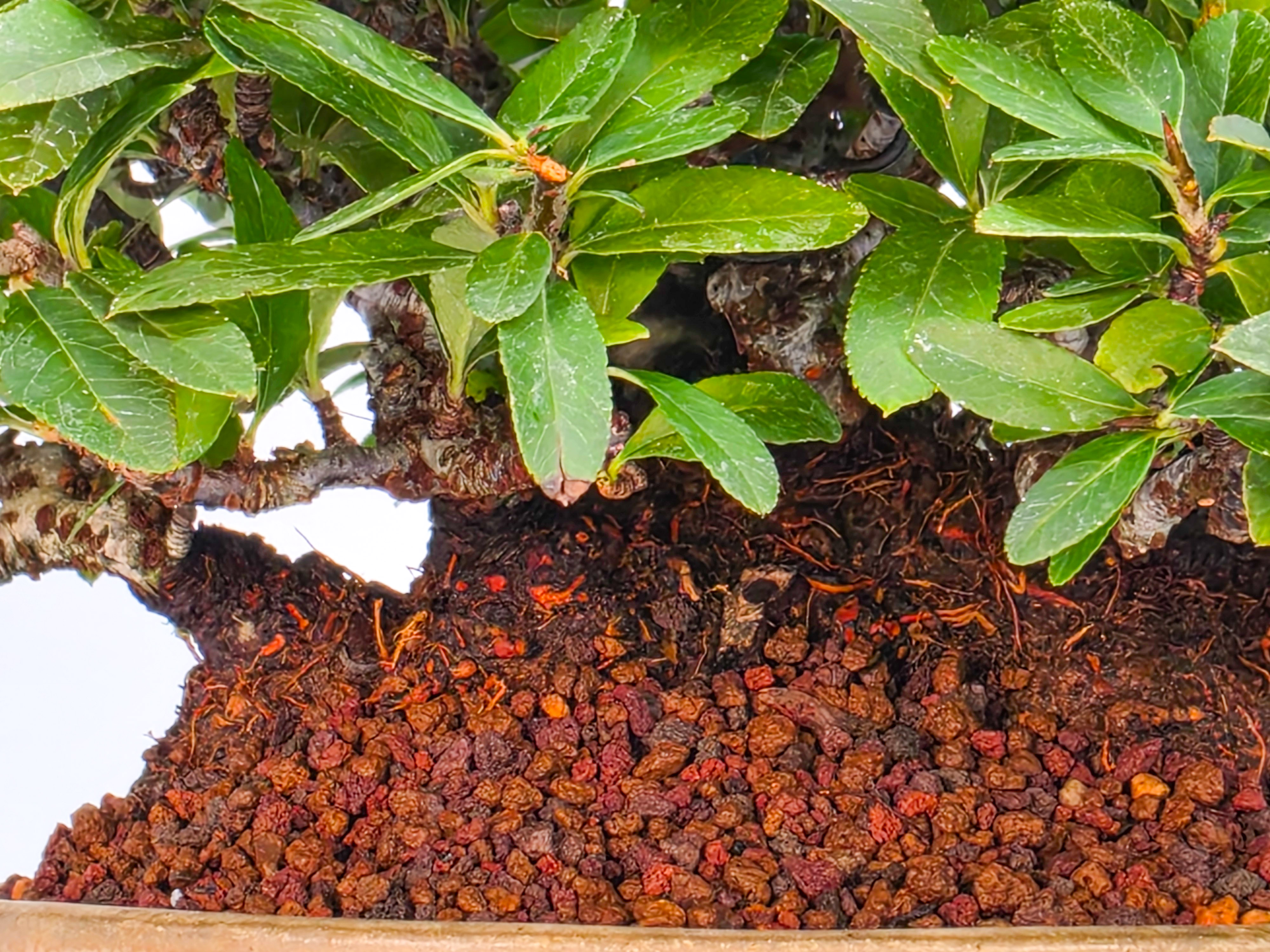 Bonsai Feuerdorn - Pyracantha Shohin 15cm Video!!