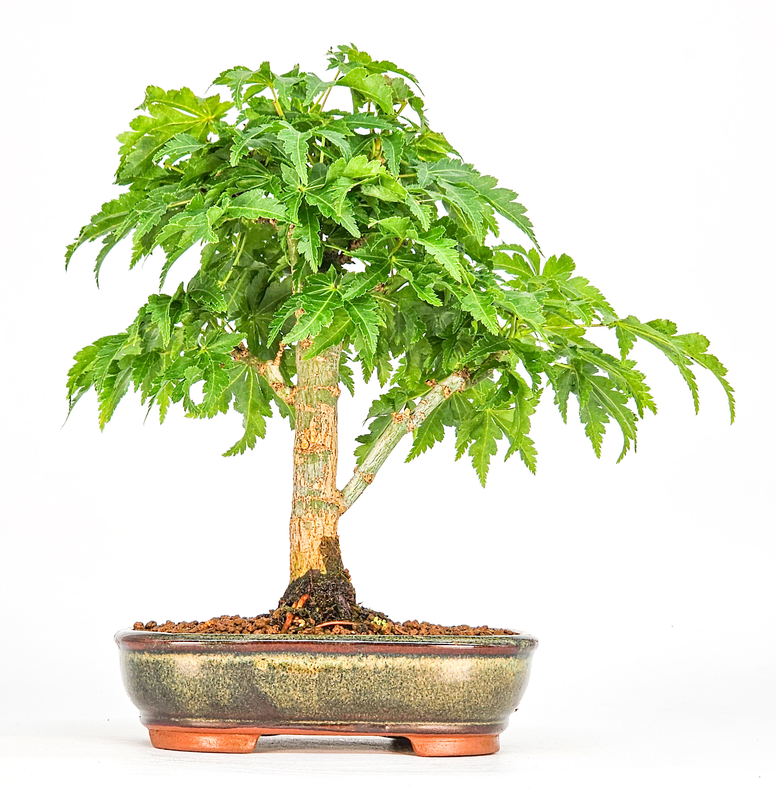 Bonsai Löwenkopfahorn- Acer palmatum Shishigashira Shohin 15cm