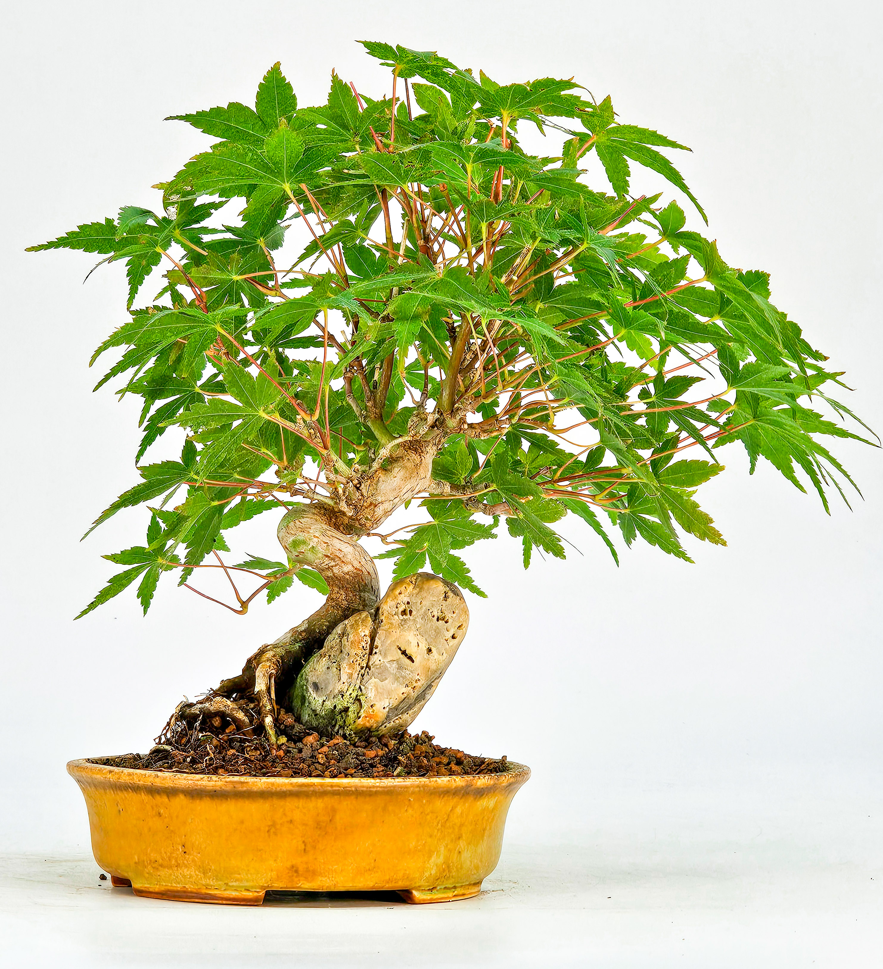 Bonsai Fächerahorn Acer Palmatum Shohin 14cm   