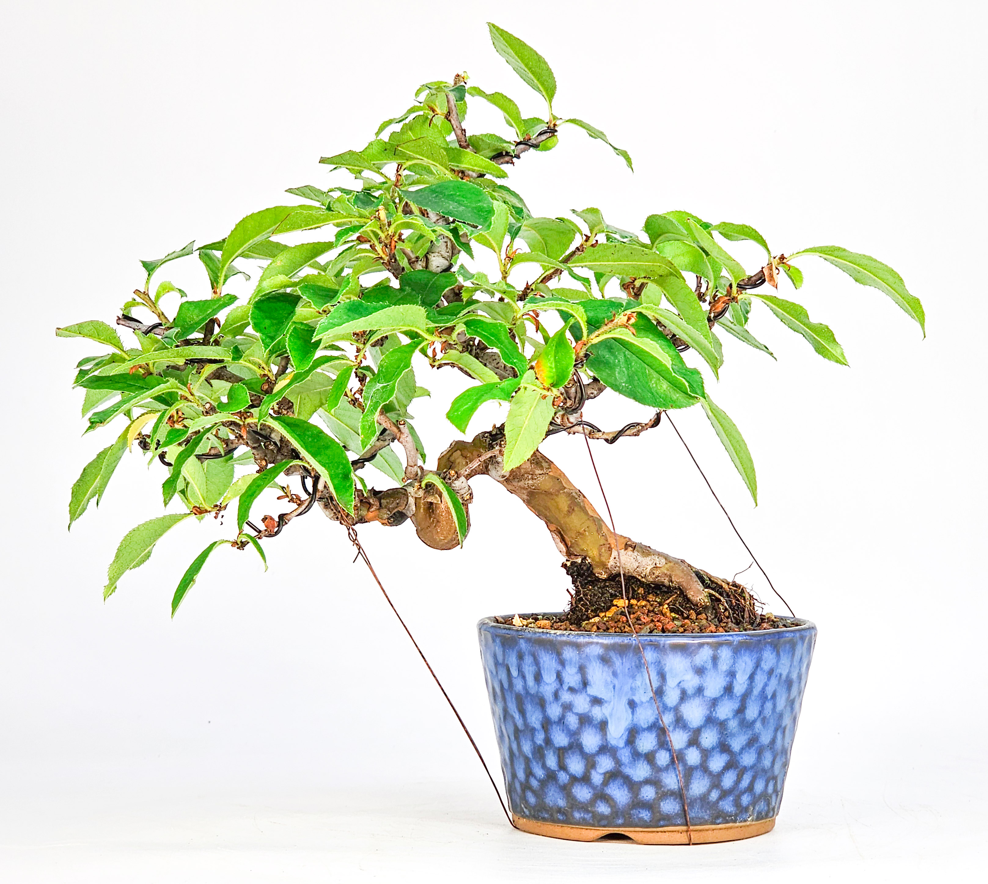 Bonsai Quitte - Pseudocydonia sinensis Shohin 19cm