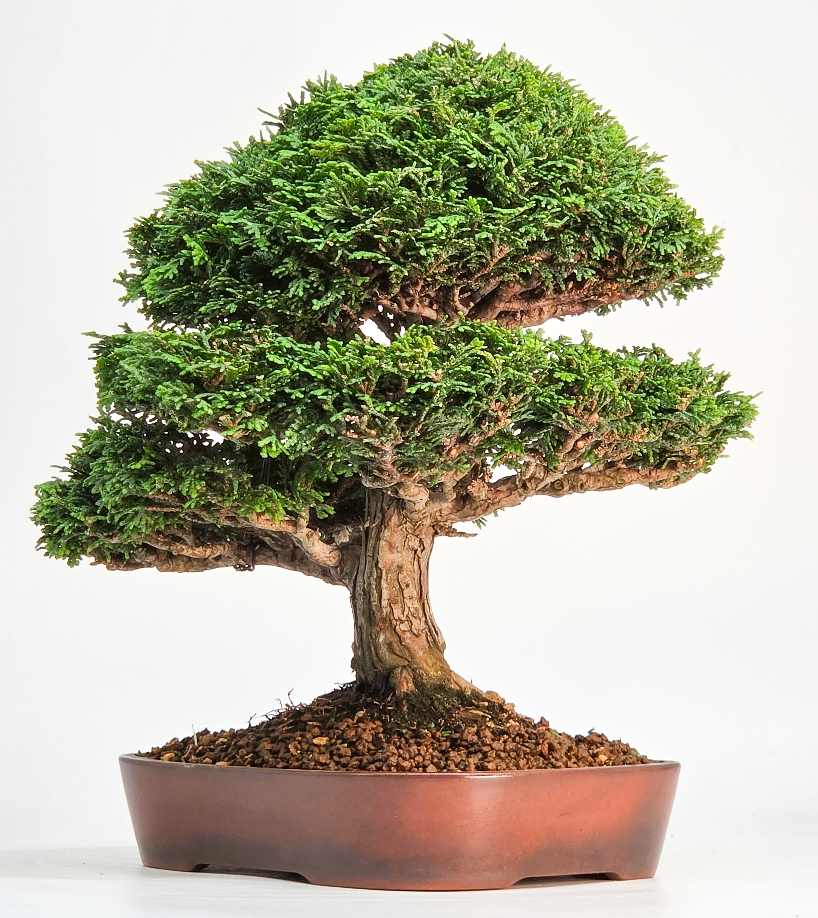 Bonsai Premium Muschelzypresse - Chamaecyparis obtusa 23cm