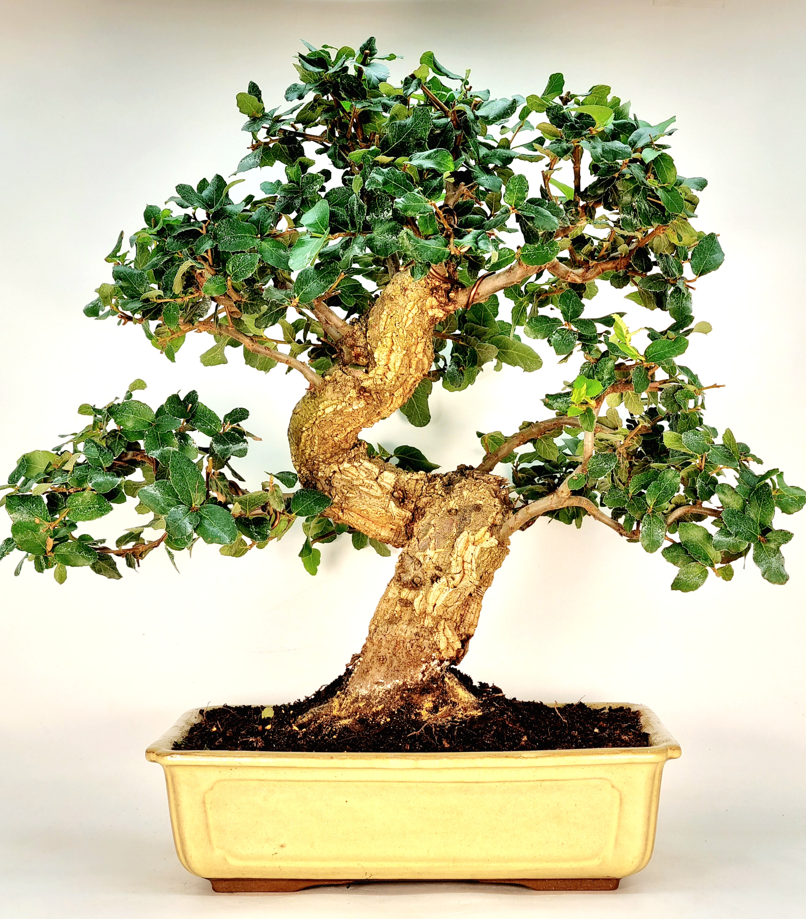 Bonsai Quercus suber Kork-Eiche 25 Jahre 40cm 