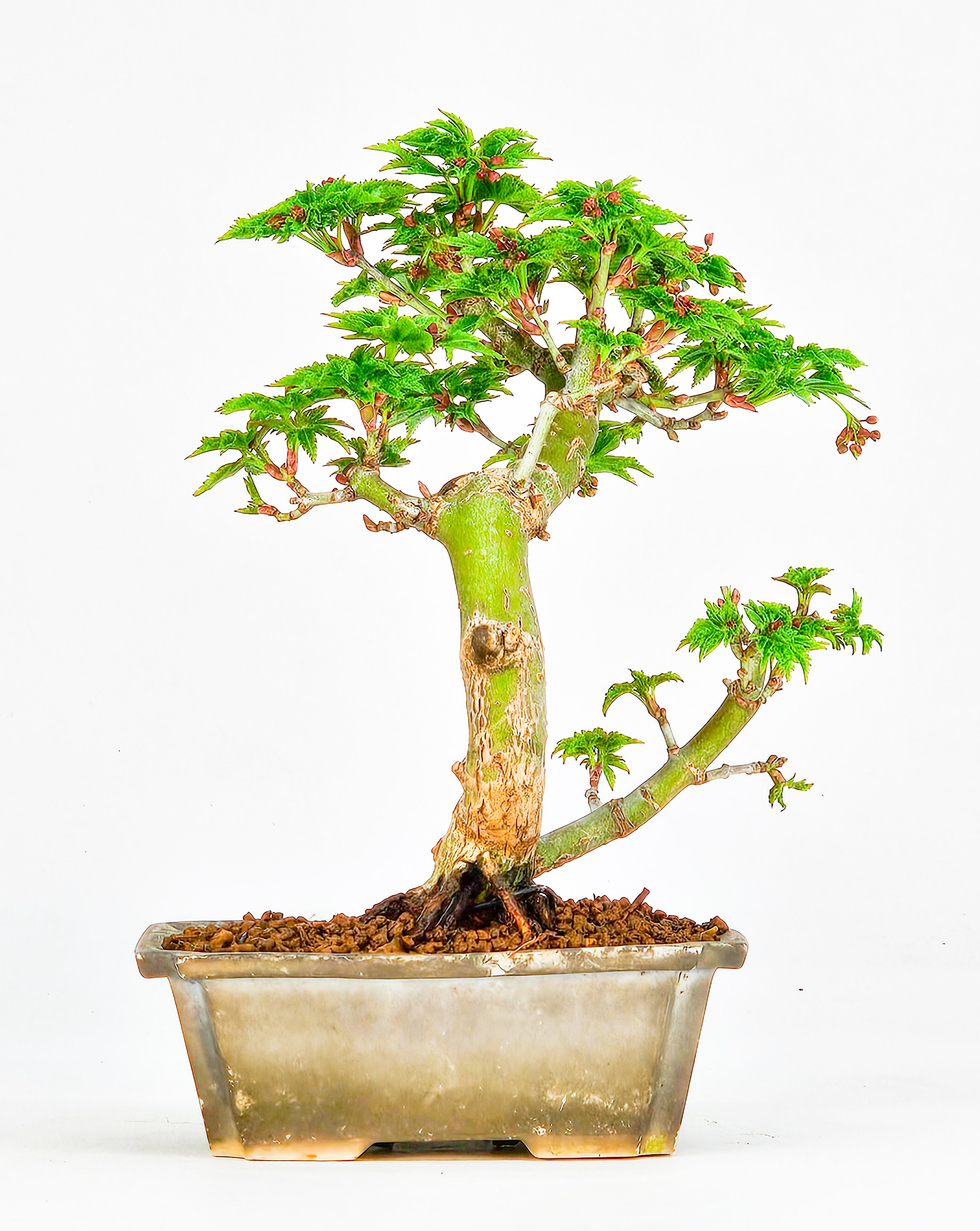 Bonsai Löwenkopfahorn- Acer palmatum Shishigashira Shohin 11cm   