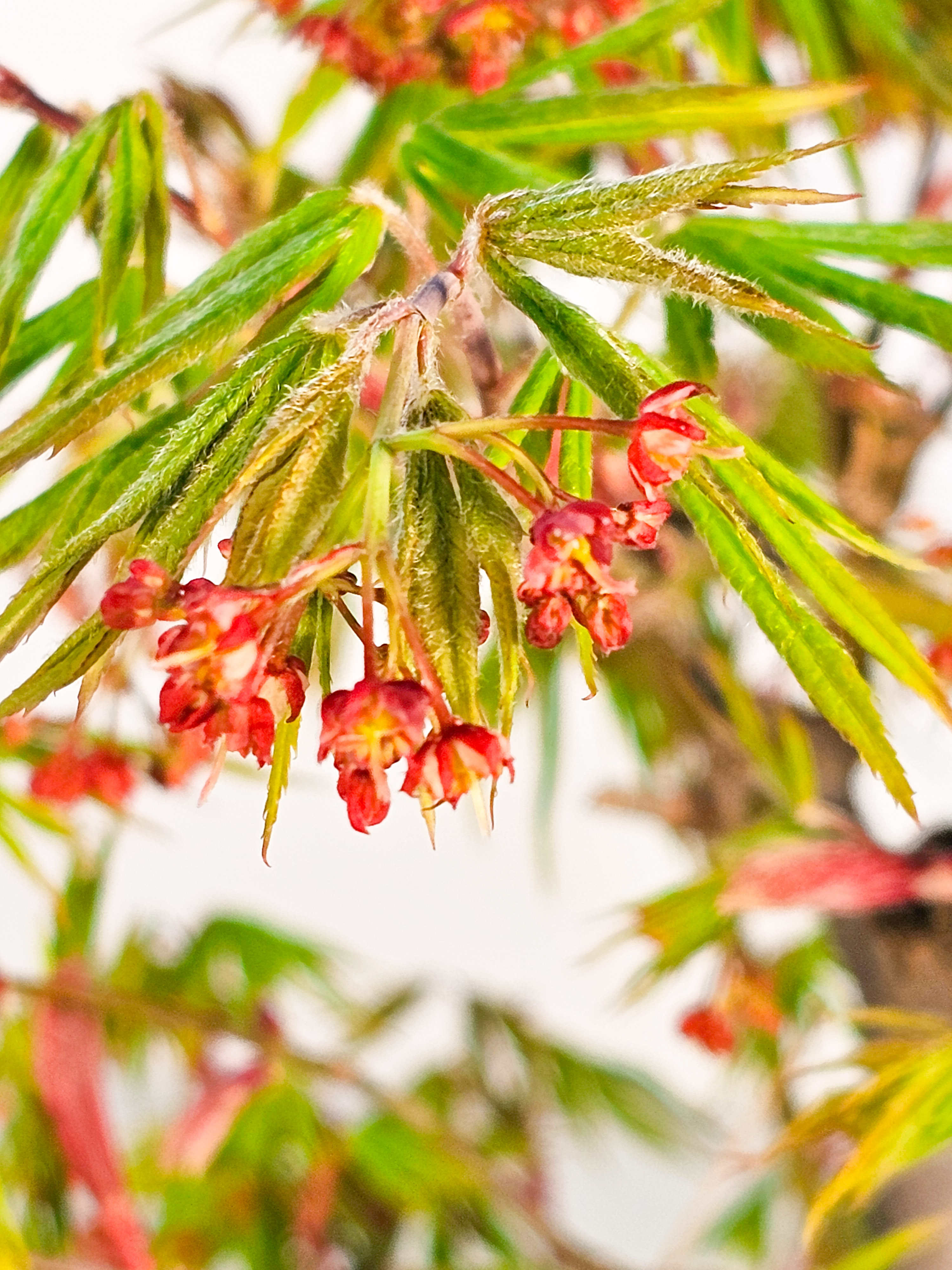 Bonsai Fächerahorn - Acer palmatum Osakazuki 38cm  