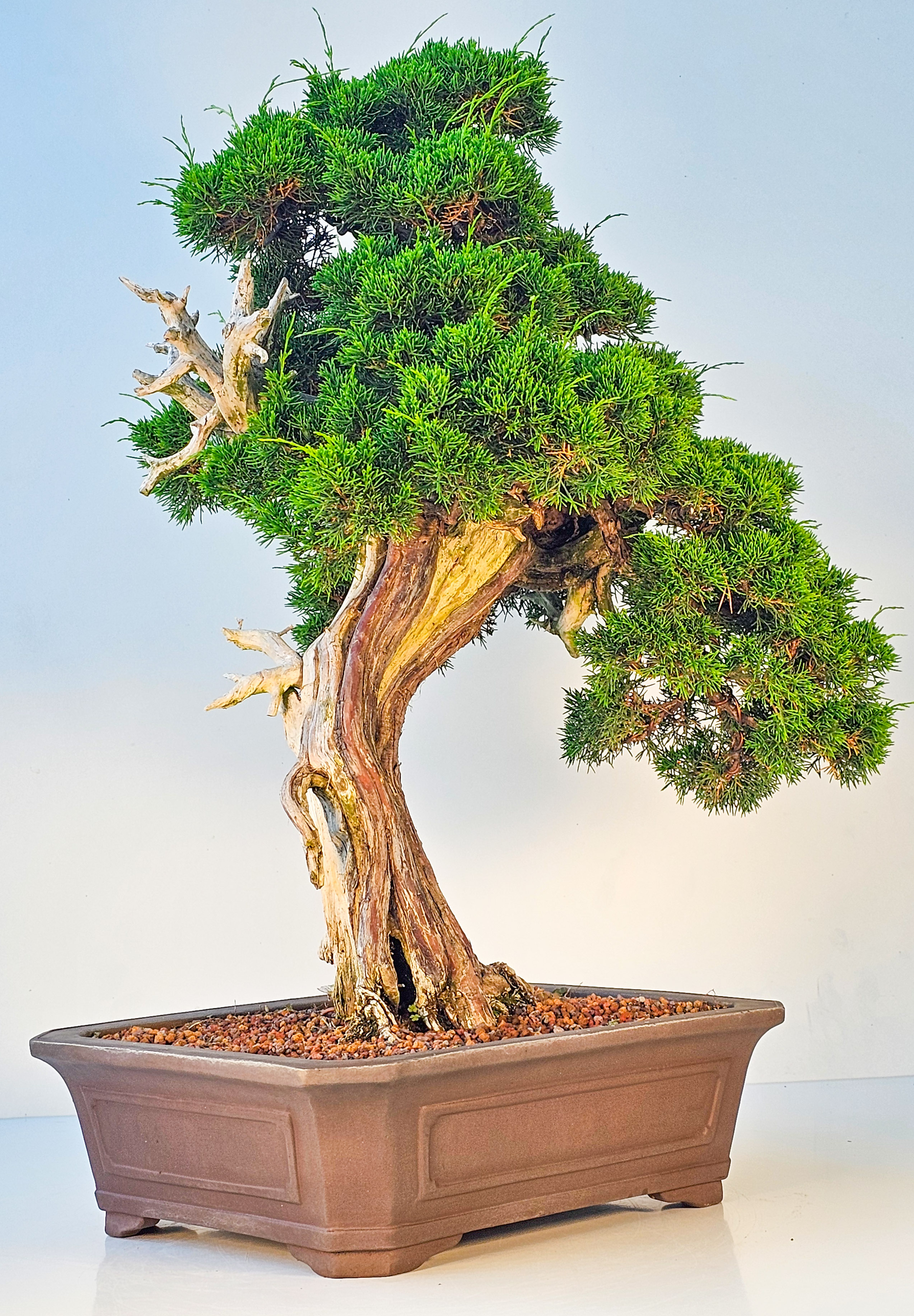 Bonsai Wacholder Juniperus chinensis shimpaku 66 cm Bonsai Wacholder Juniperus chinensis shimpaku 66 cm