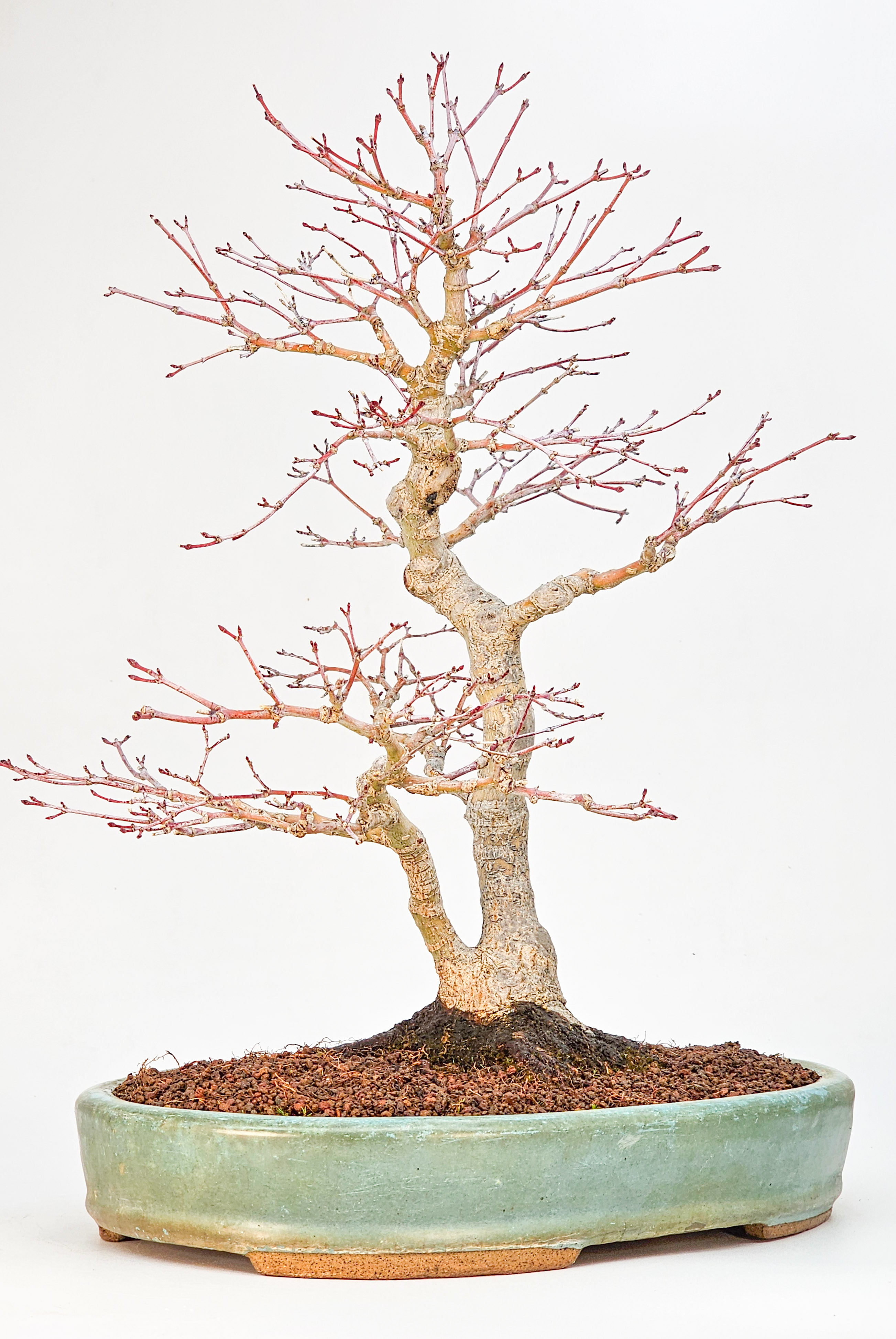 Bonsai Premium Fächerahorn - Acer palmatum beni chidori 36cm