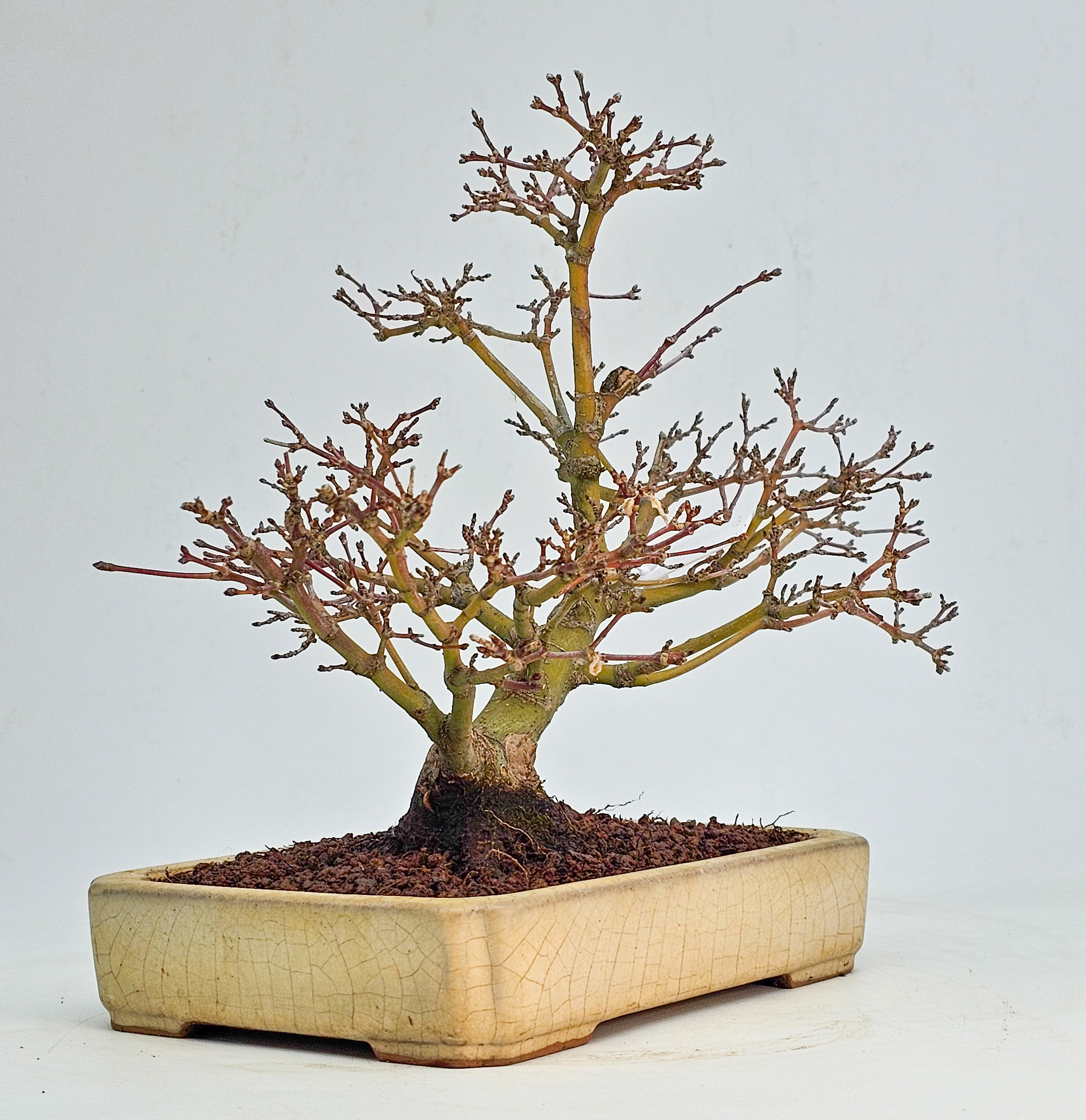 Bonsai Fächerahorn - Acer palmatum Yukihime Shohin 20cm