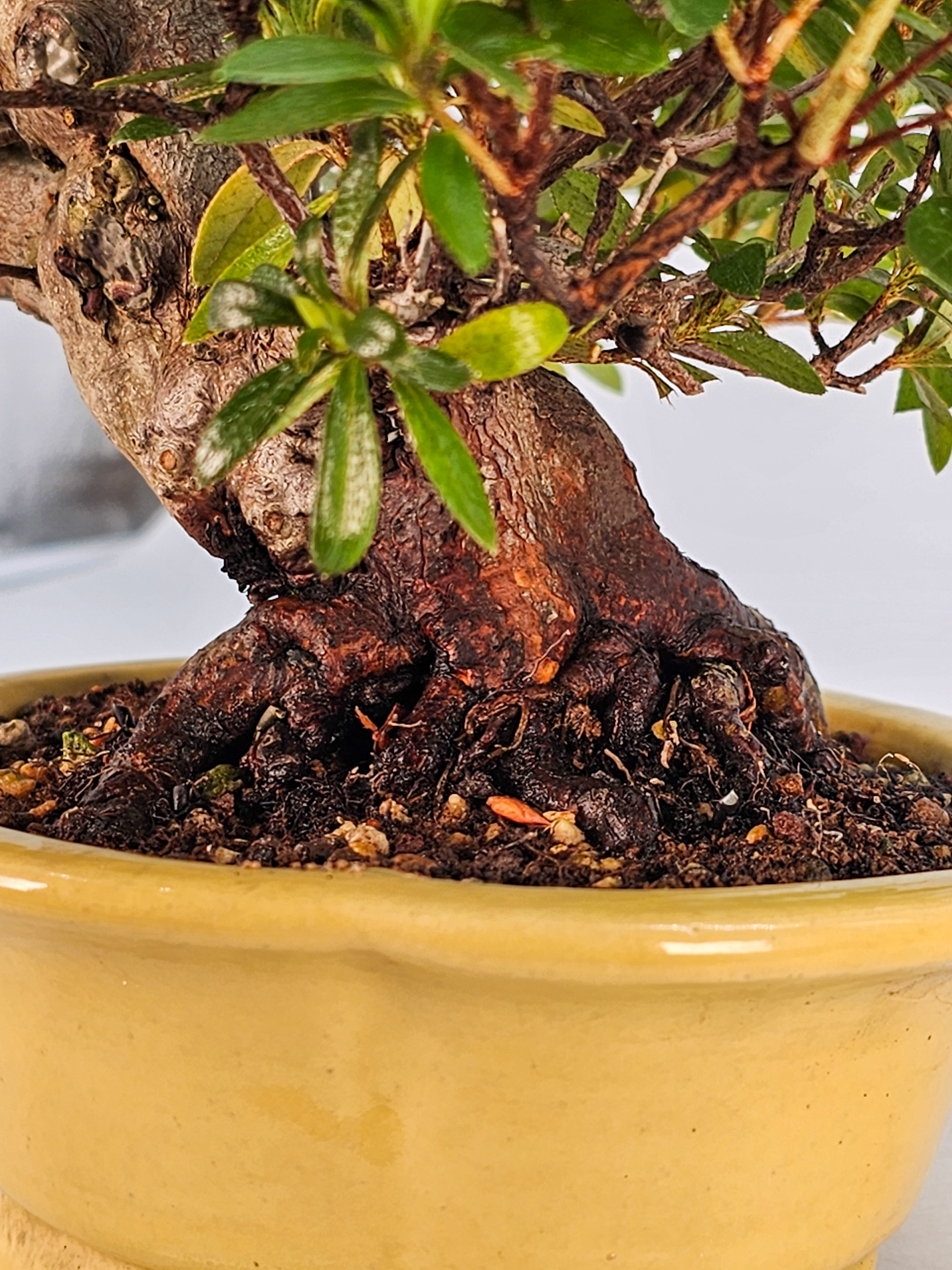 Bonsai Azalee - Rhododendron indicum - Shugestu Shohin 18cm