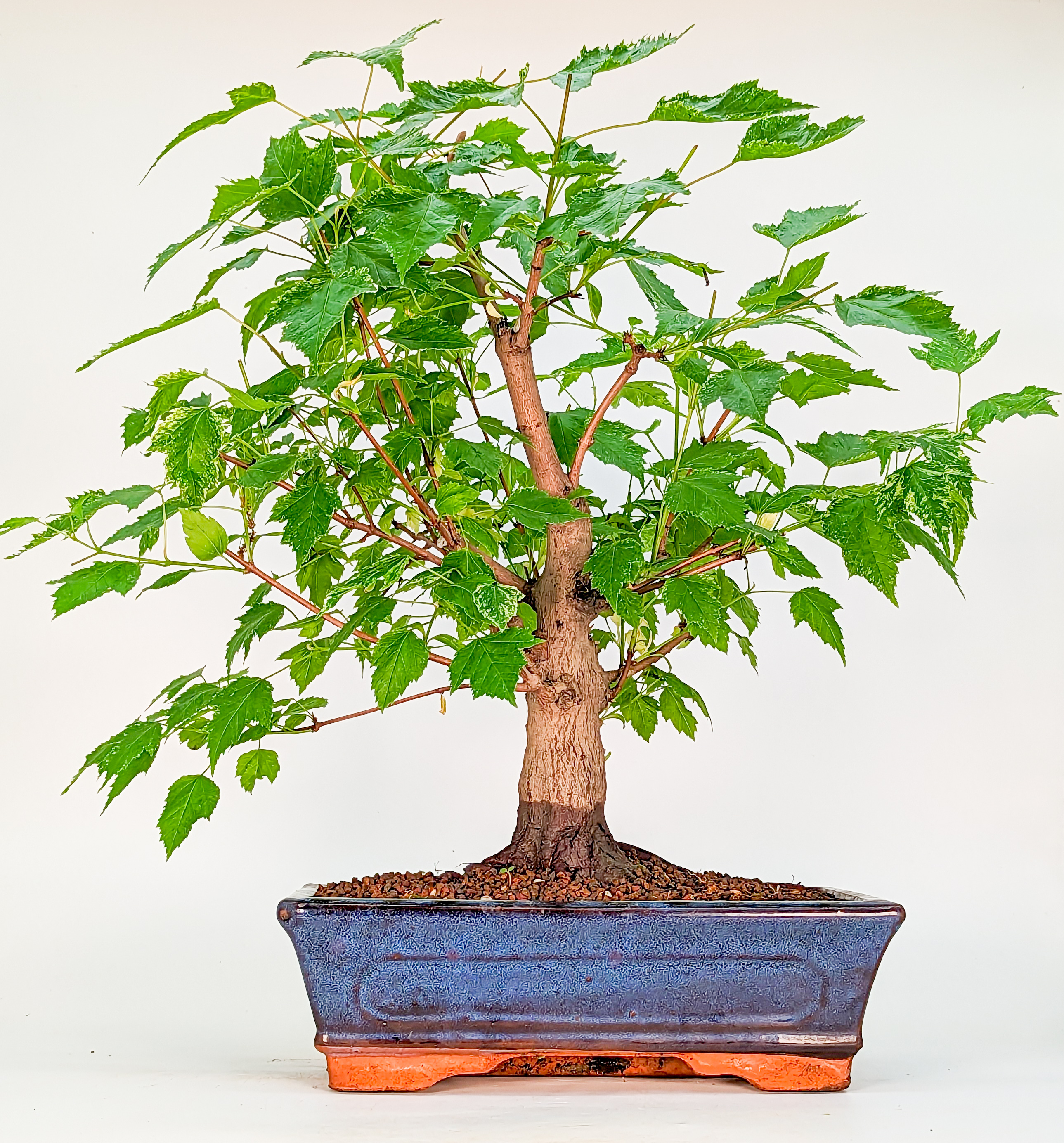 Bonsai Feuerahorn Acer ginnala 34cm
