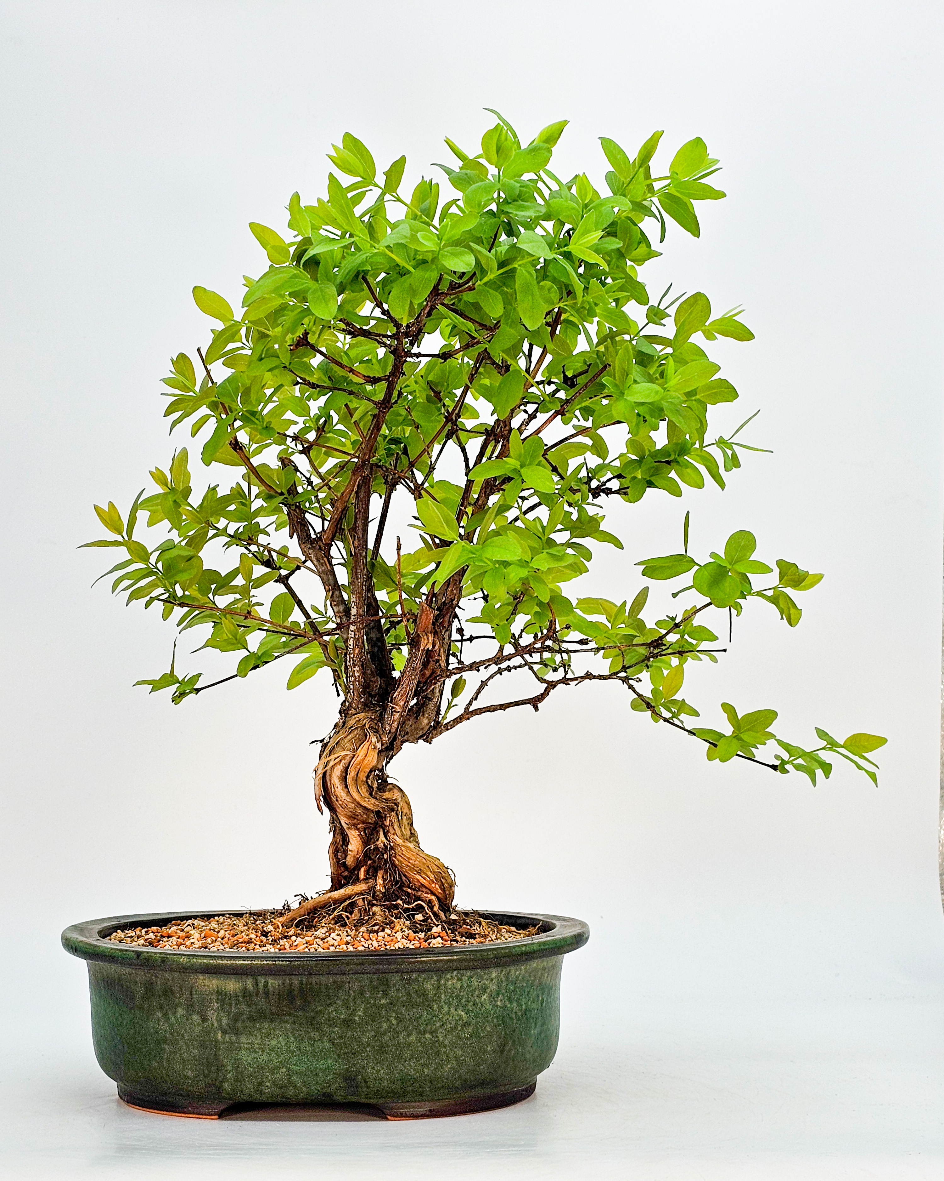 Bonsai Blaue Heckenkirsche - Lonicera caerulea 30cm