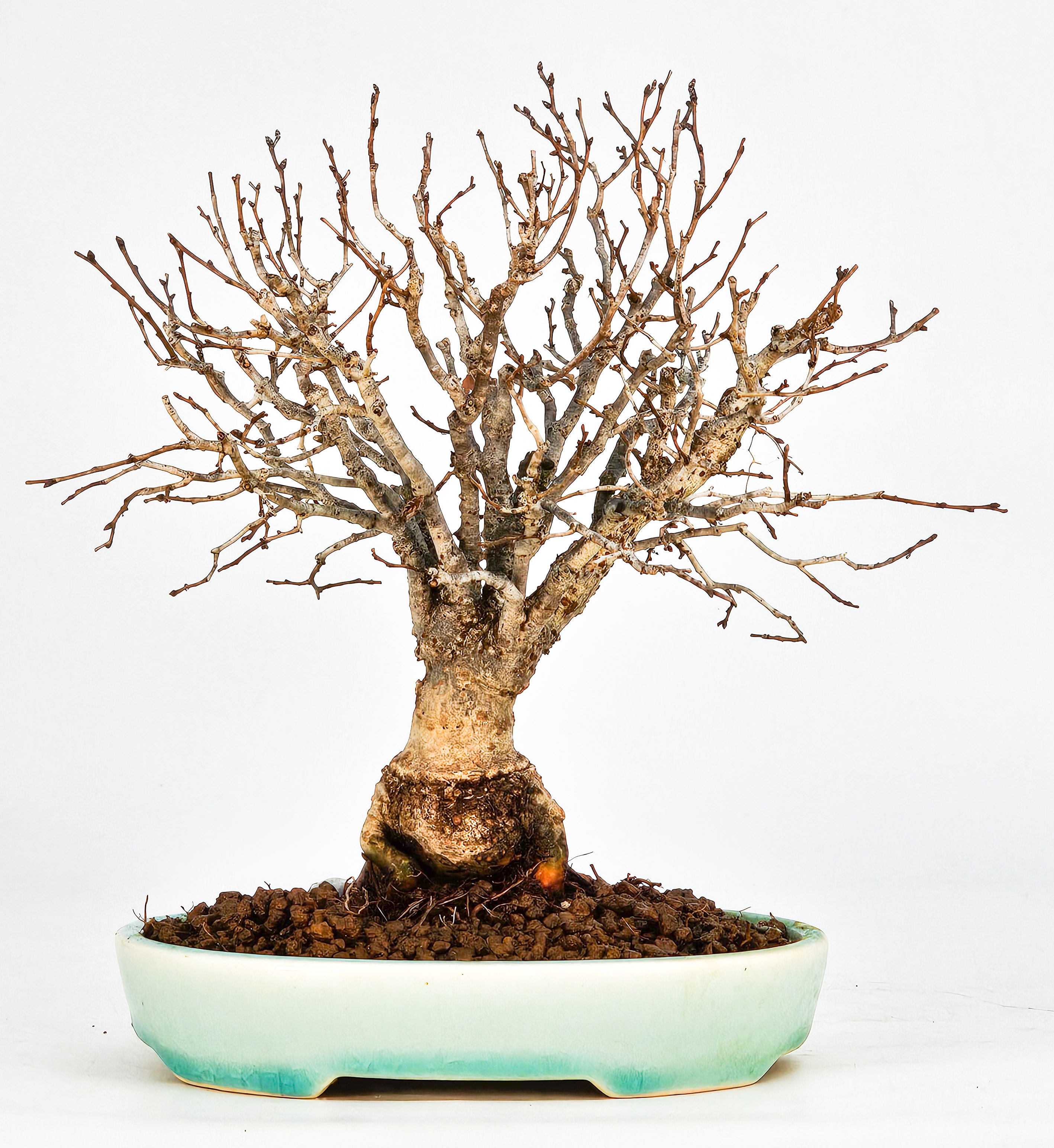 Bonsai Zelkova serrata Shohin 17,5cm