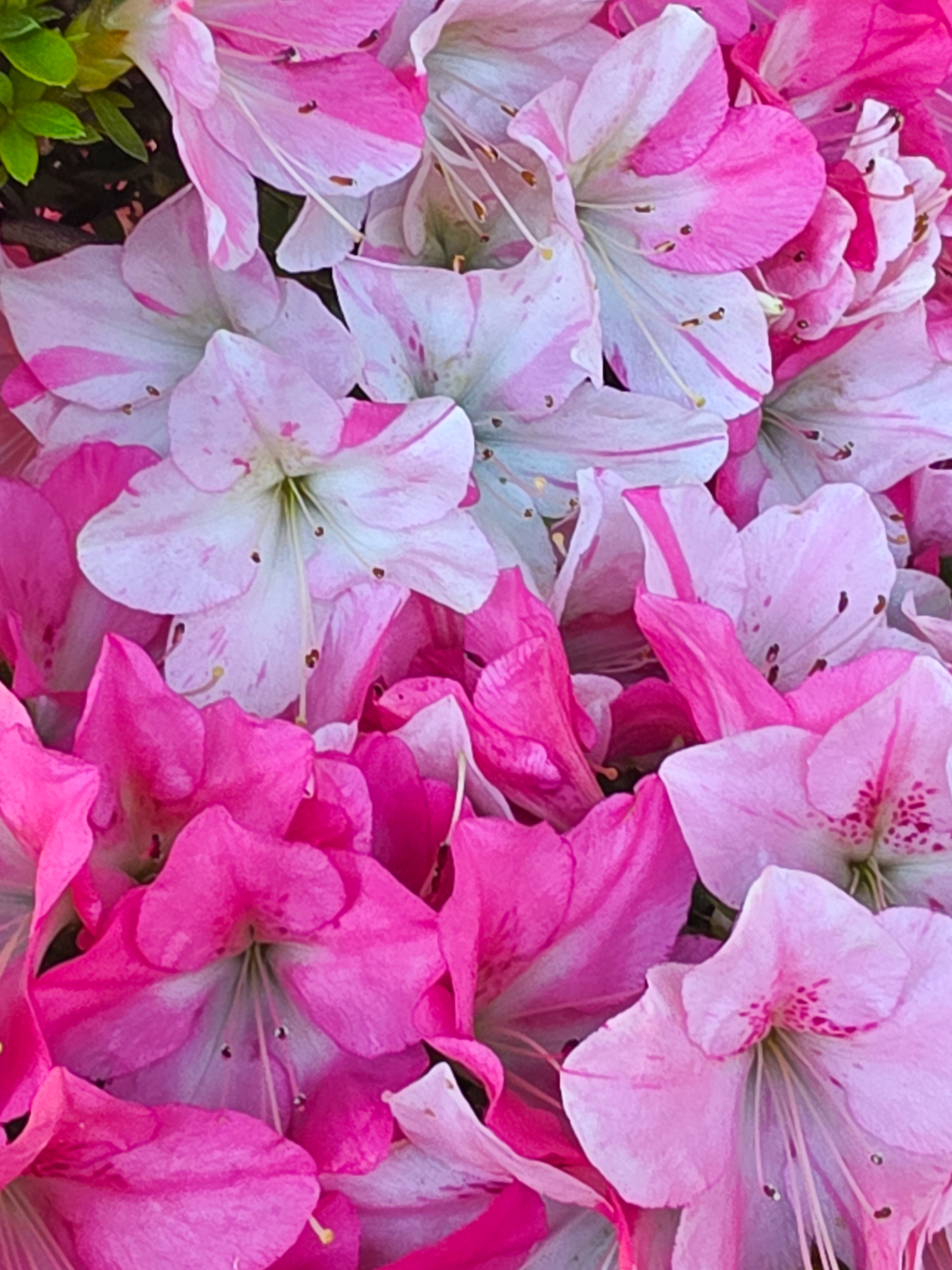 Bonsai Premium Azalee -  Rhododendron indicum Jyukou 40cm Video!!