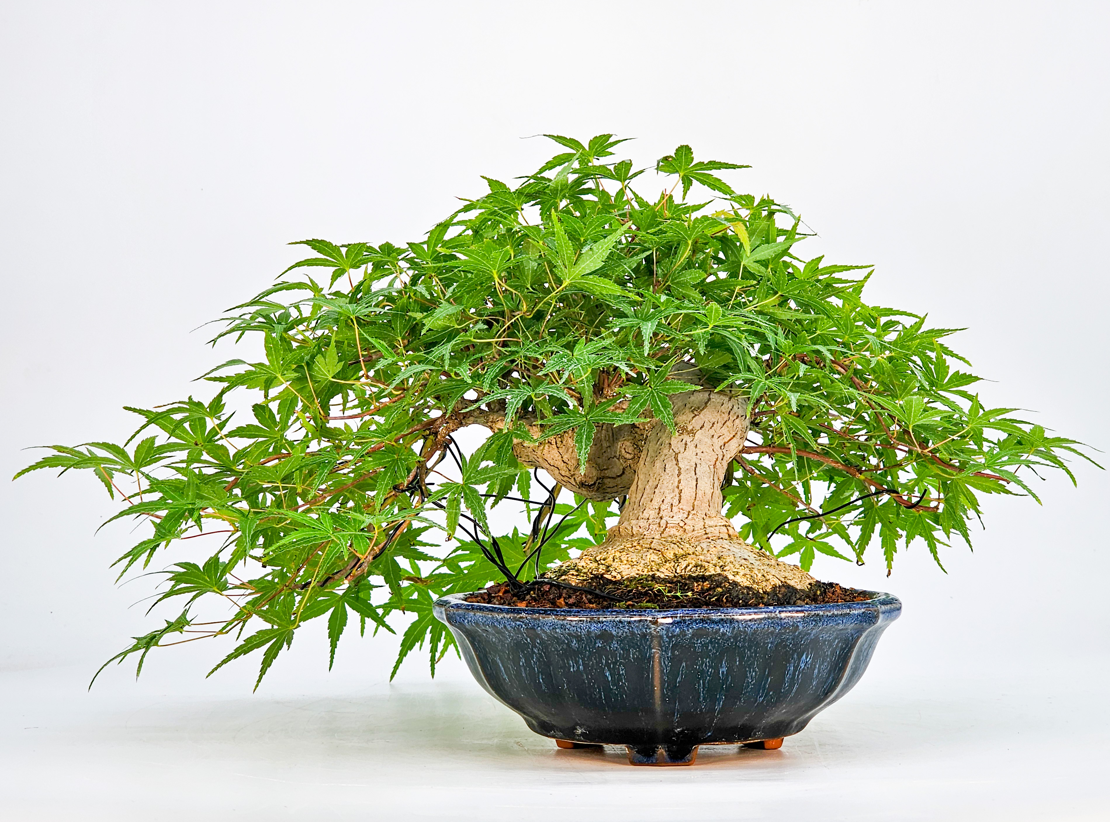Bonsai Fächerahorn Acer Palmatum Shohin 17cm Bonsai Fächerahorn Acer Palmatum Shohin 17cm