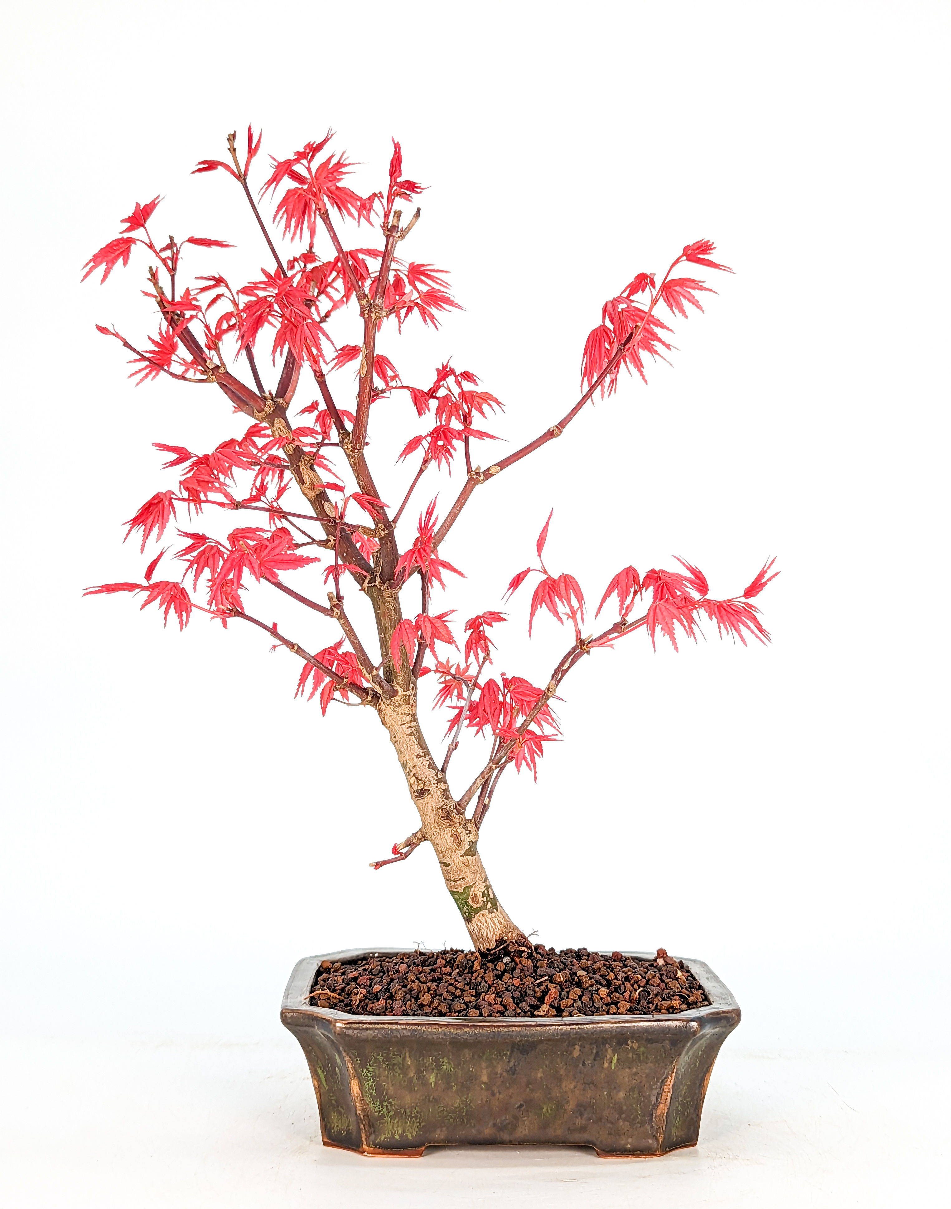 Bonsai Fächerahorn Acer palmatum Deshojo 10 Jahre 22cm