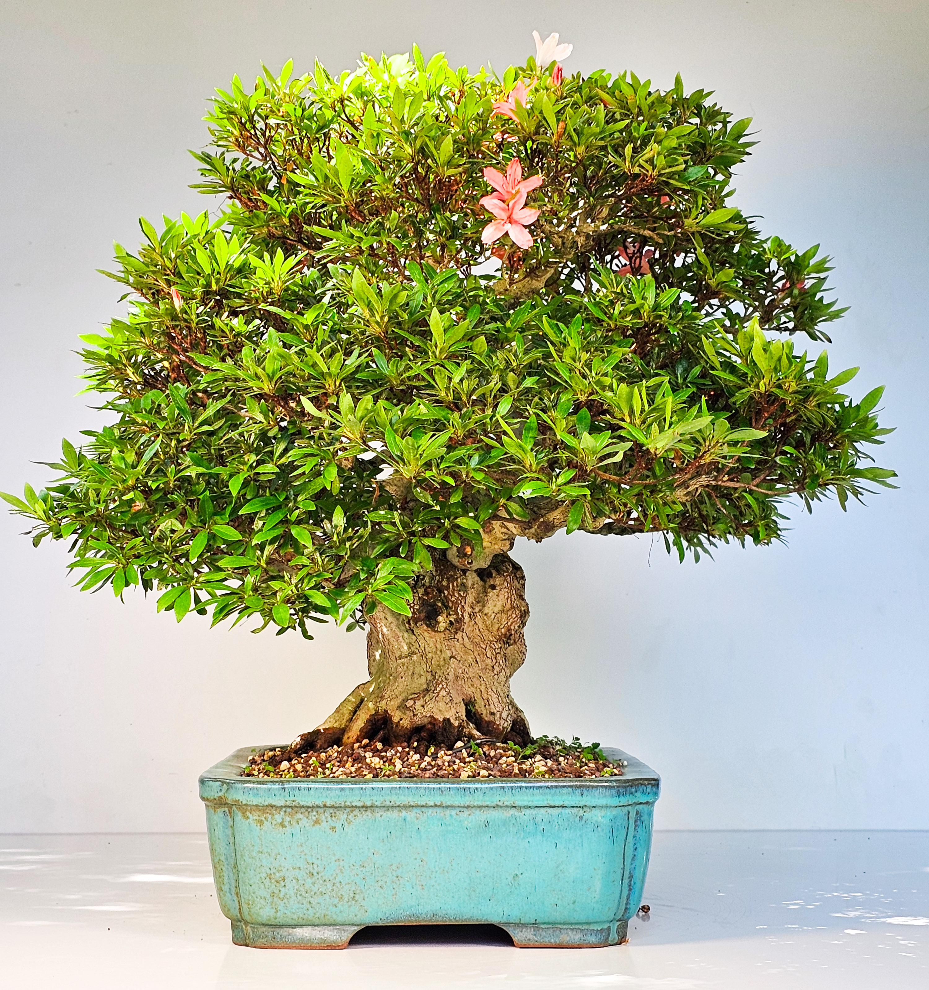 Bonsai Azalee Rhododendron indicum -Nissho no Hakari- 48cm Bonsai Azalee Rhododendron indicum -Nissho no Hakari- 48cm