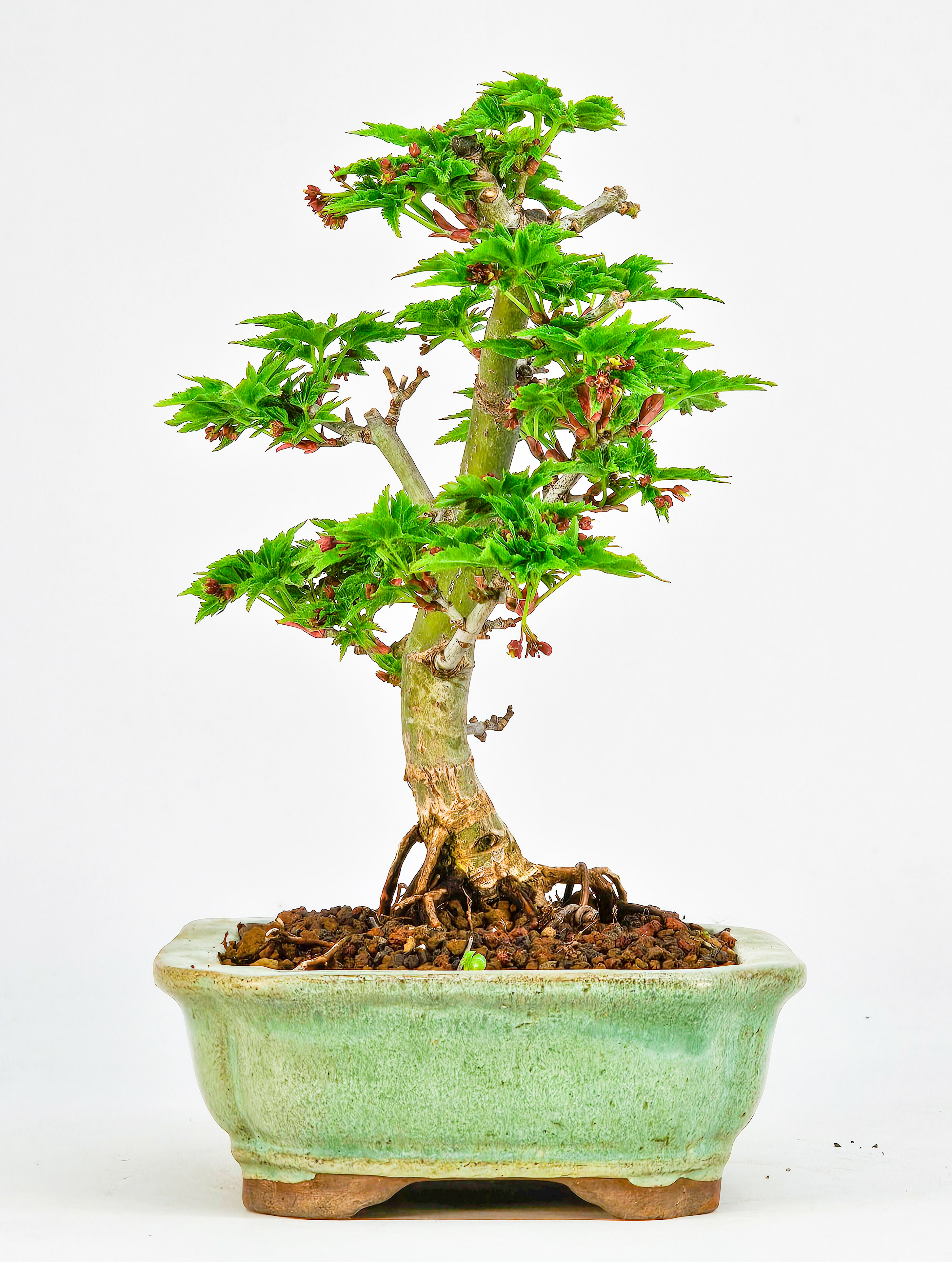 Bonsai Löwenkopfahorn- Acer palmatum Shishigashira Shohin 14cm  