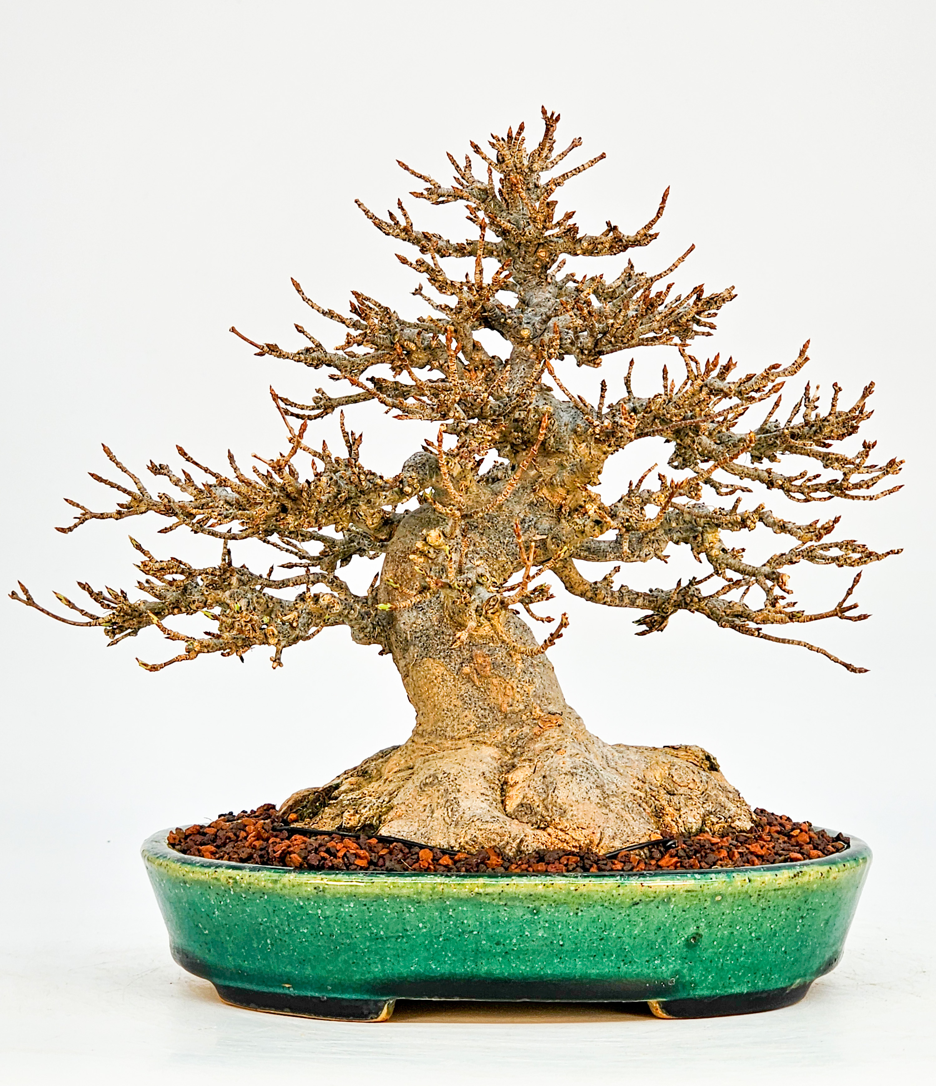 Bonsai Premium Dreispitzahorn - Acer buergerianum Shohin 19cm - Video  