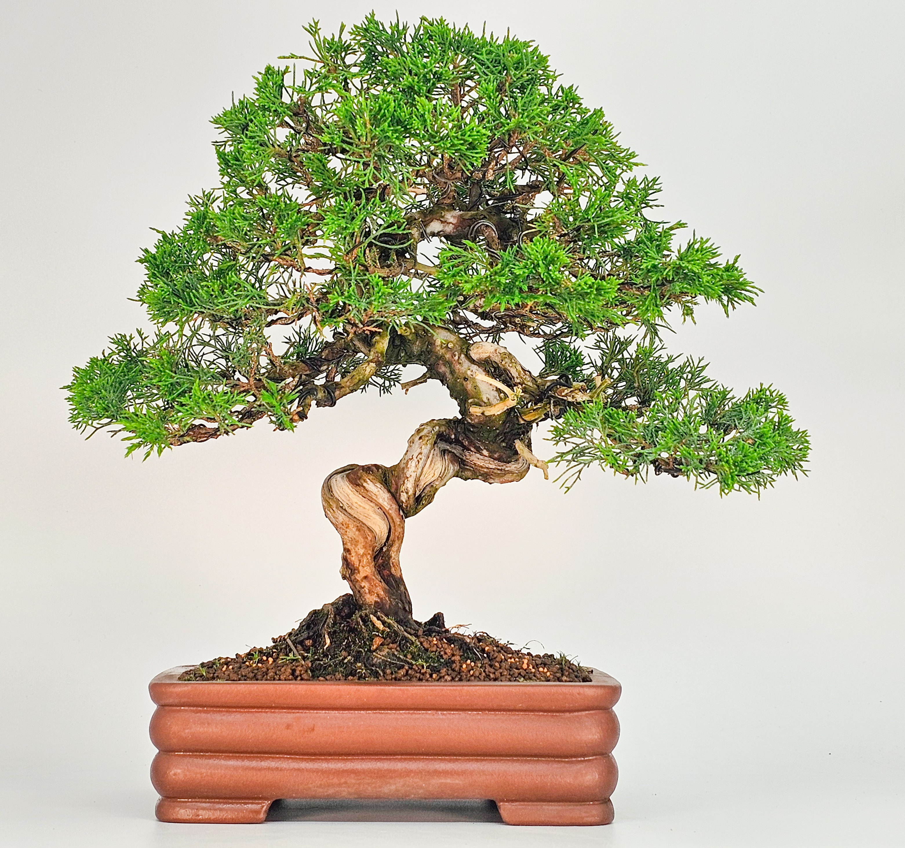 Bonsai Wacholder - Juniperus Itoigawa 32cm