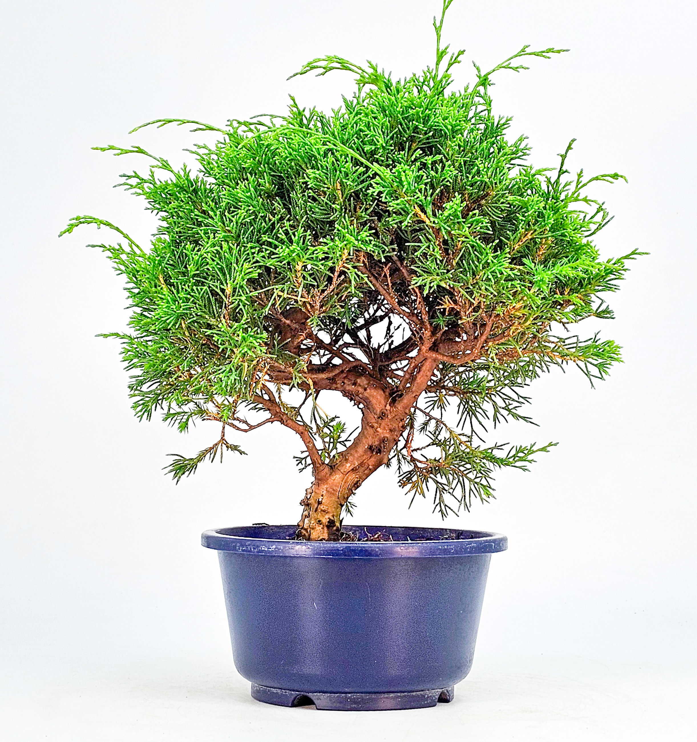 Bonsai Wacholder Juniperus chinensis shimpaku Shohin 21cm