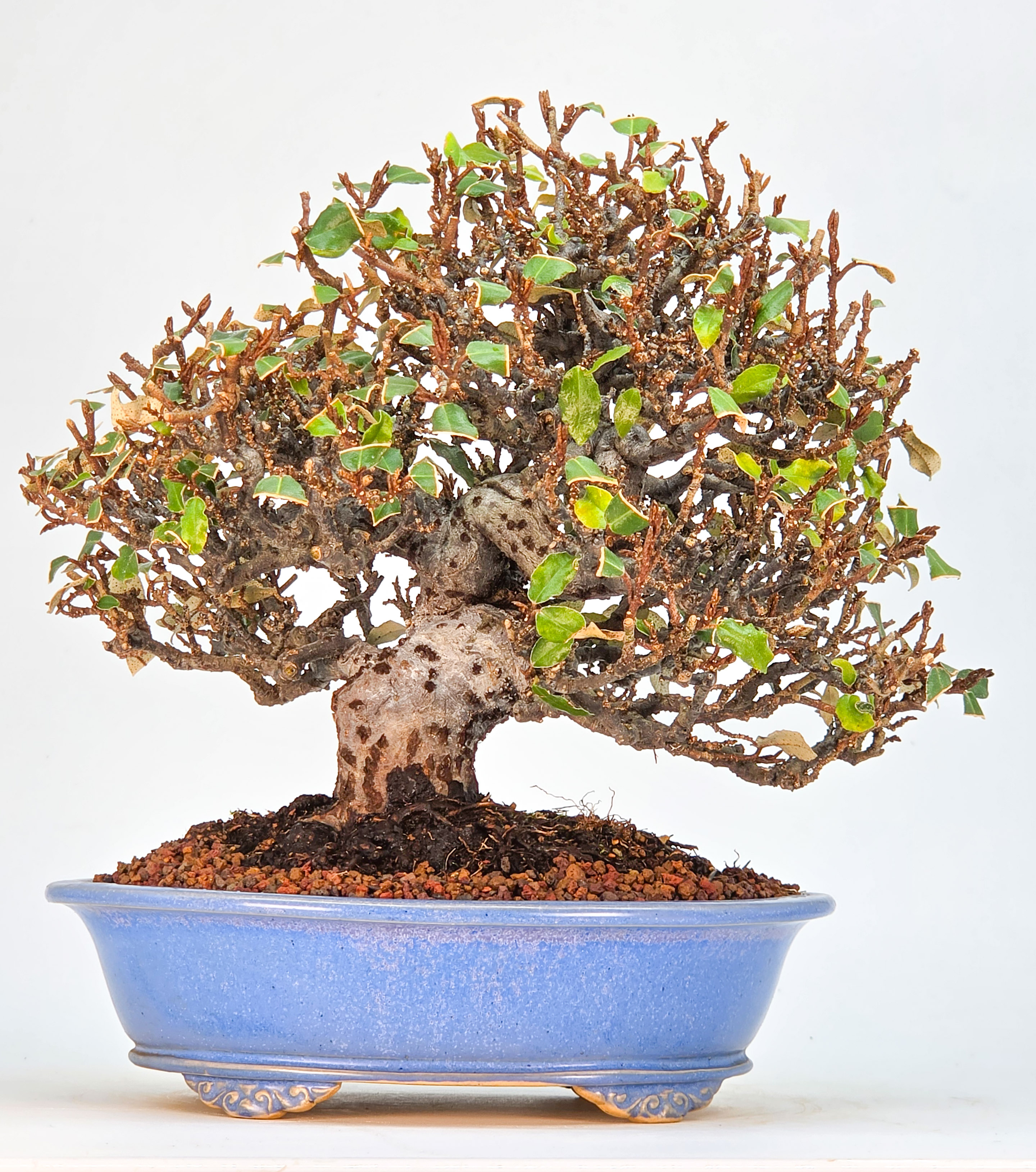 Bonsai lweide - Elaeagnus pungens Shohin 20cm Video!! | SW13119