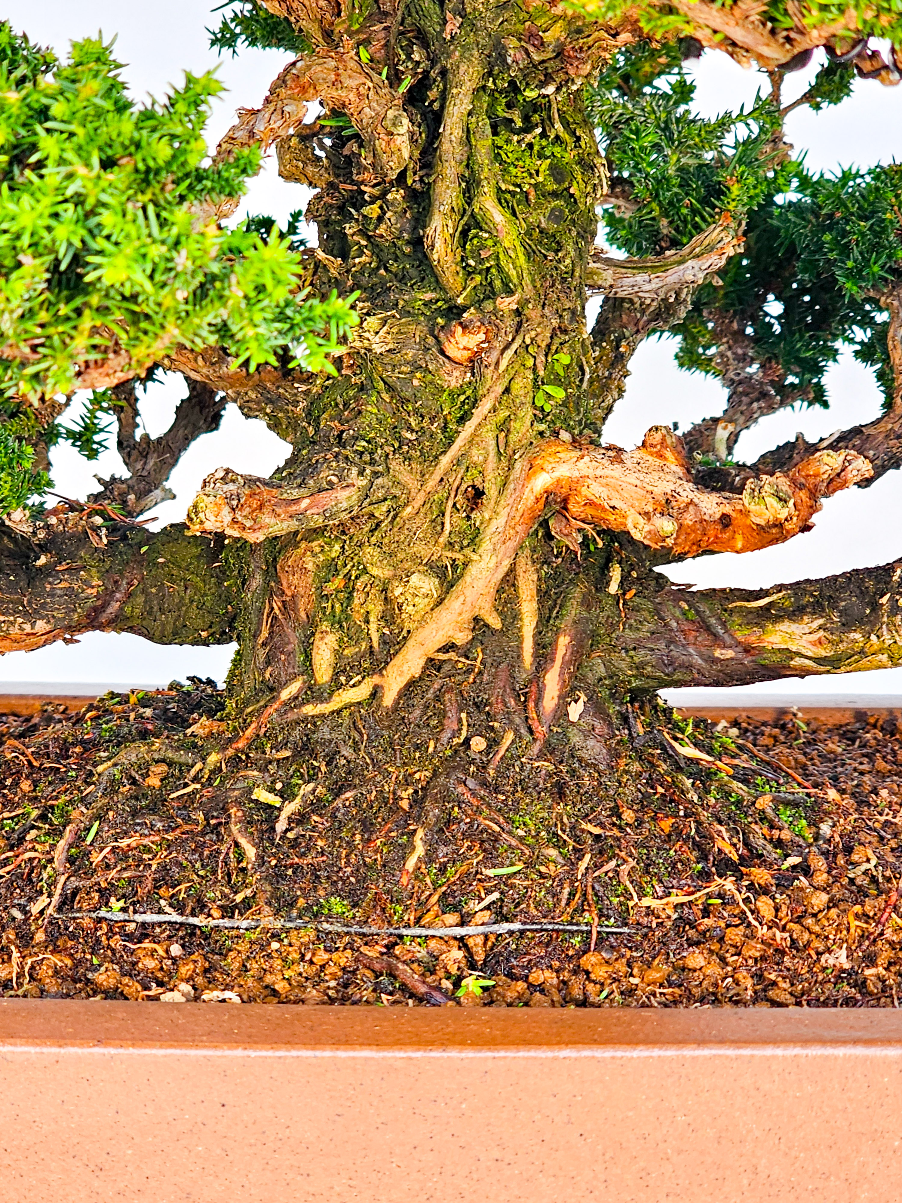 Bonsai Sicheltanne Cryptomeria Japonica 33cm Bonsai Sicheltanne Cryptomeria Japonica 33cm