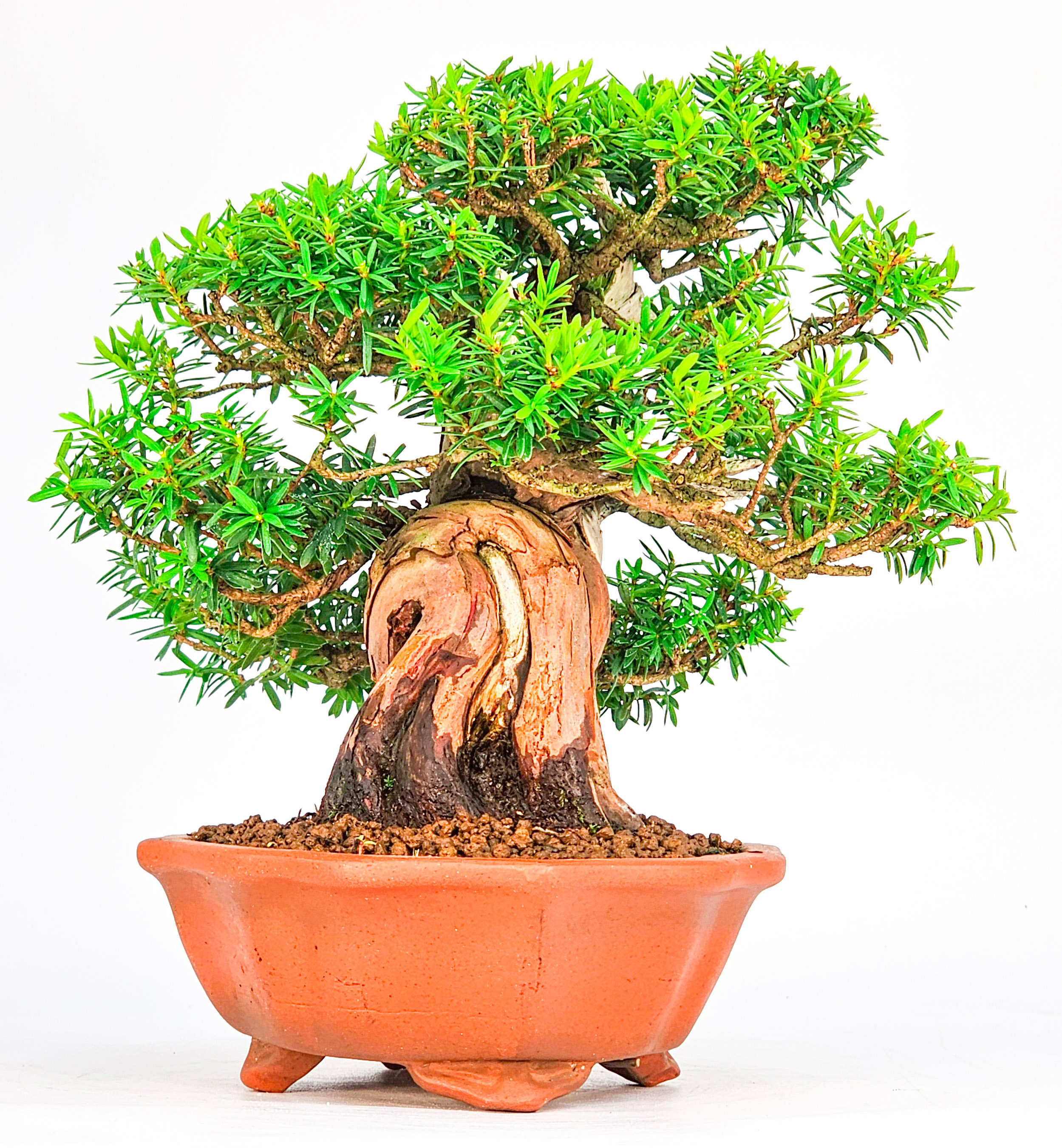 Bonsai Premium Eibe - Taxus Shohin 19cm