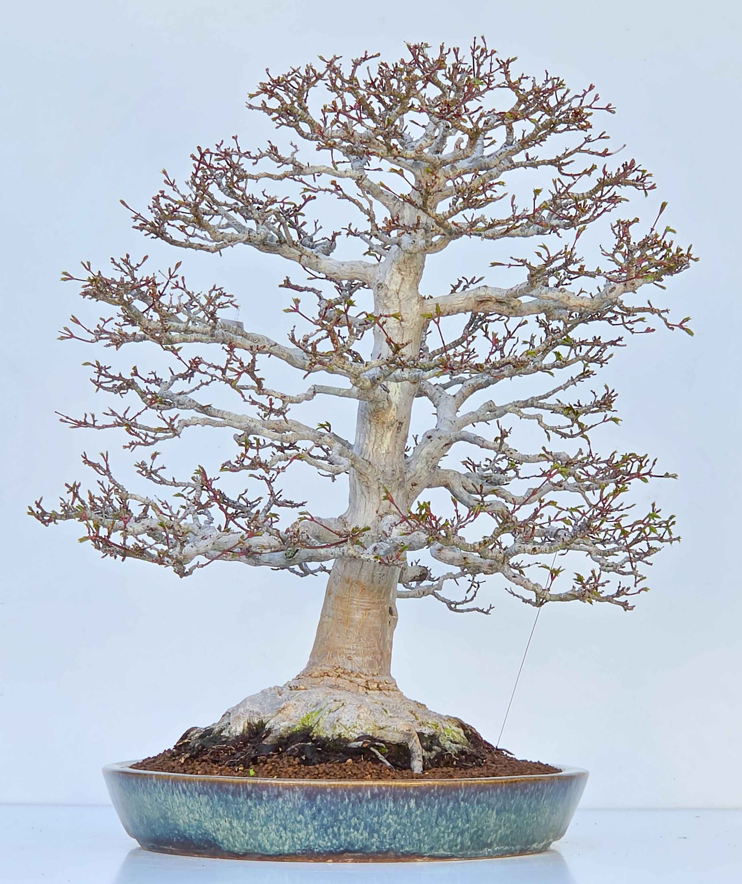 Bonsai Premium Löwenkopfahorn- Acer palmatum Shishigashira 61cm Video!!