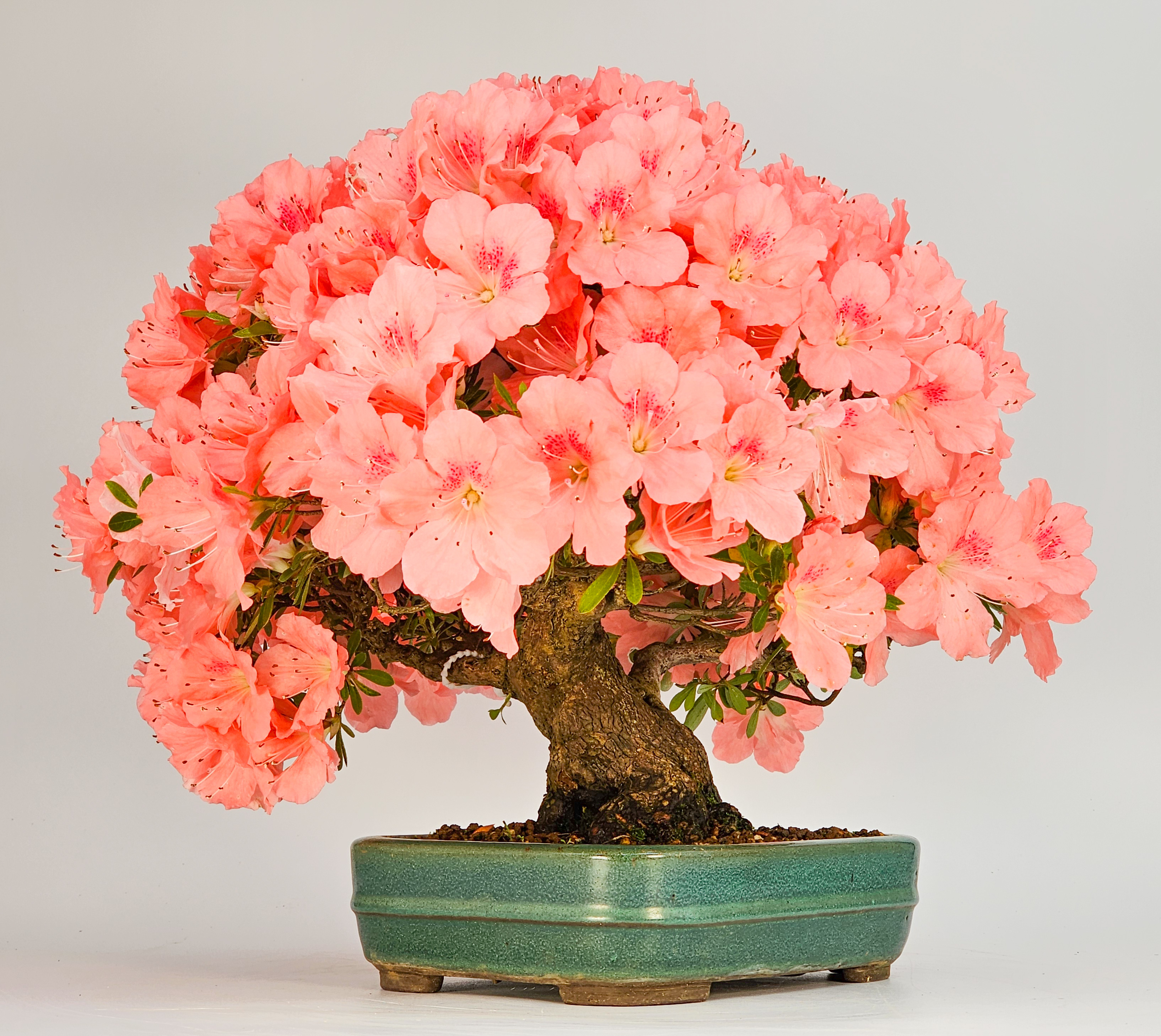Bonsai Azalee - Rhododendron indicum - Wakaebisu 27cm Video!!