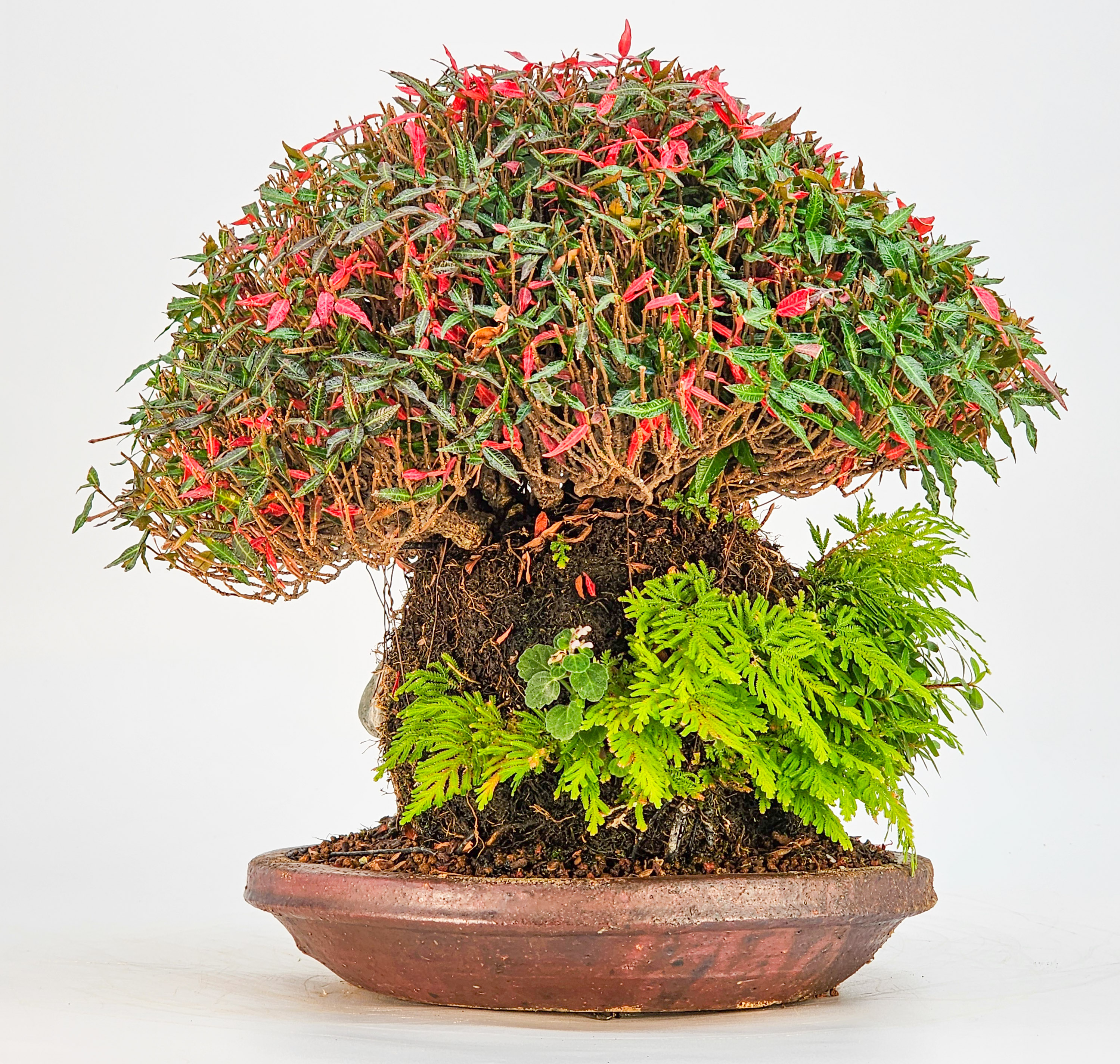 Bonsai Sternjasmin - Trachelospermum asiaticum Ishizuki 20cm