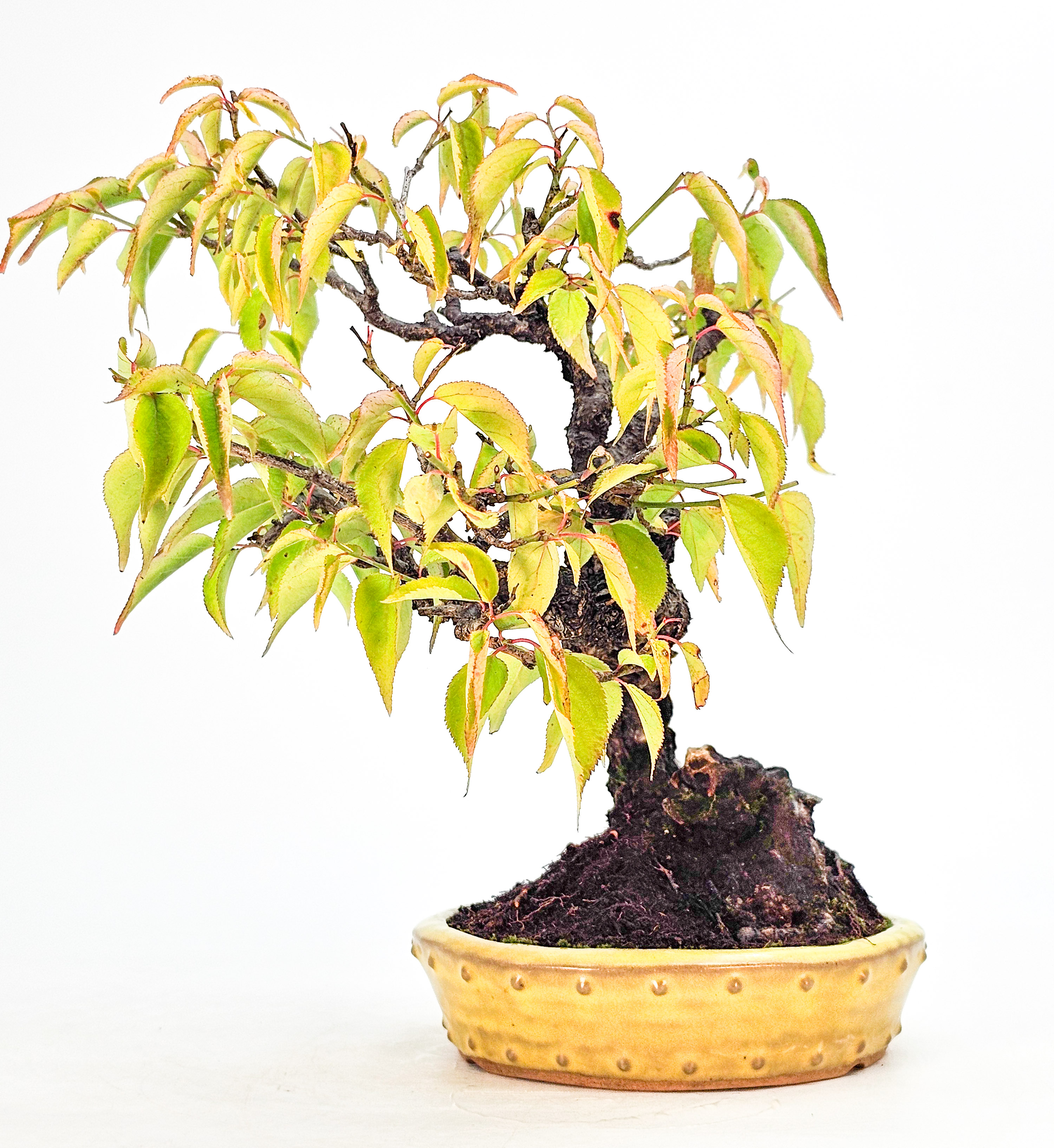 Bonsai Japanische Aprikose, Prunus mume 23cm  
