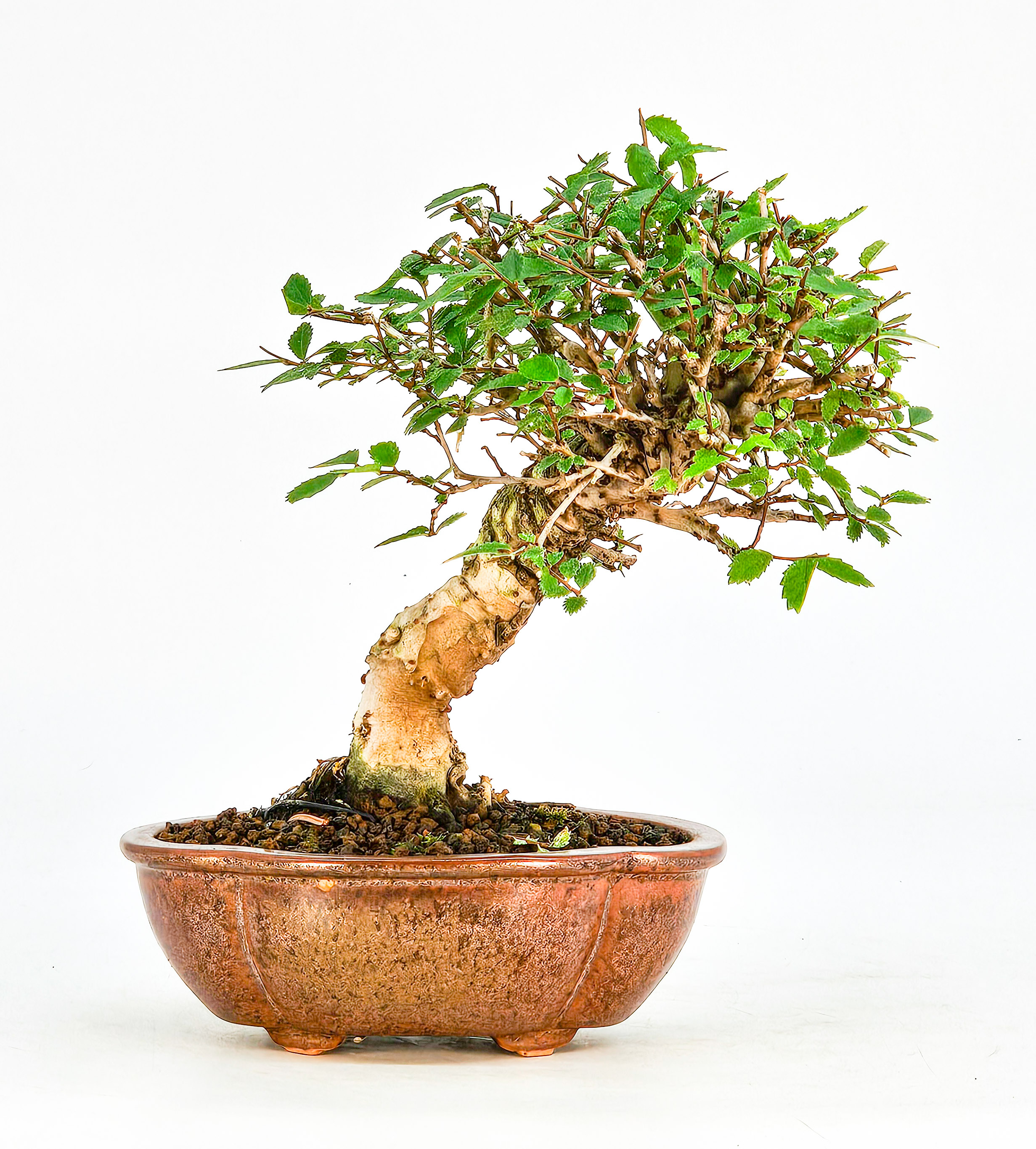 Bonsai Japanische Ulme - Ulmus parvifolia Shohin 14cm  