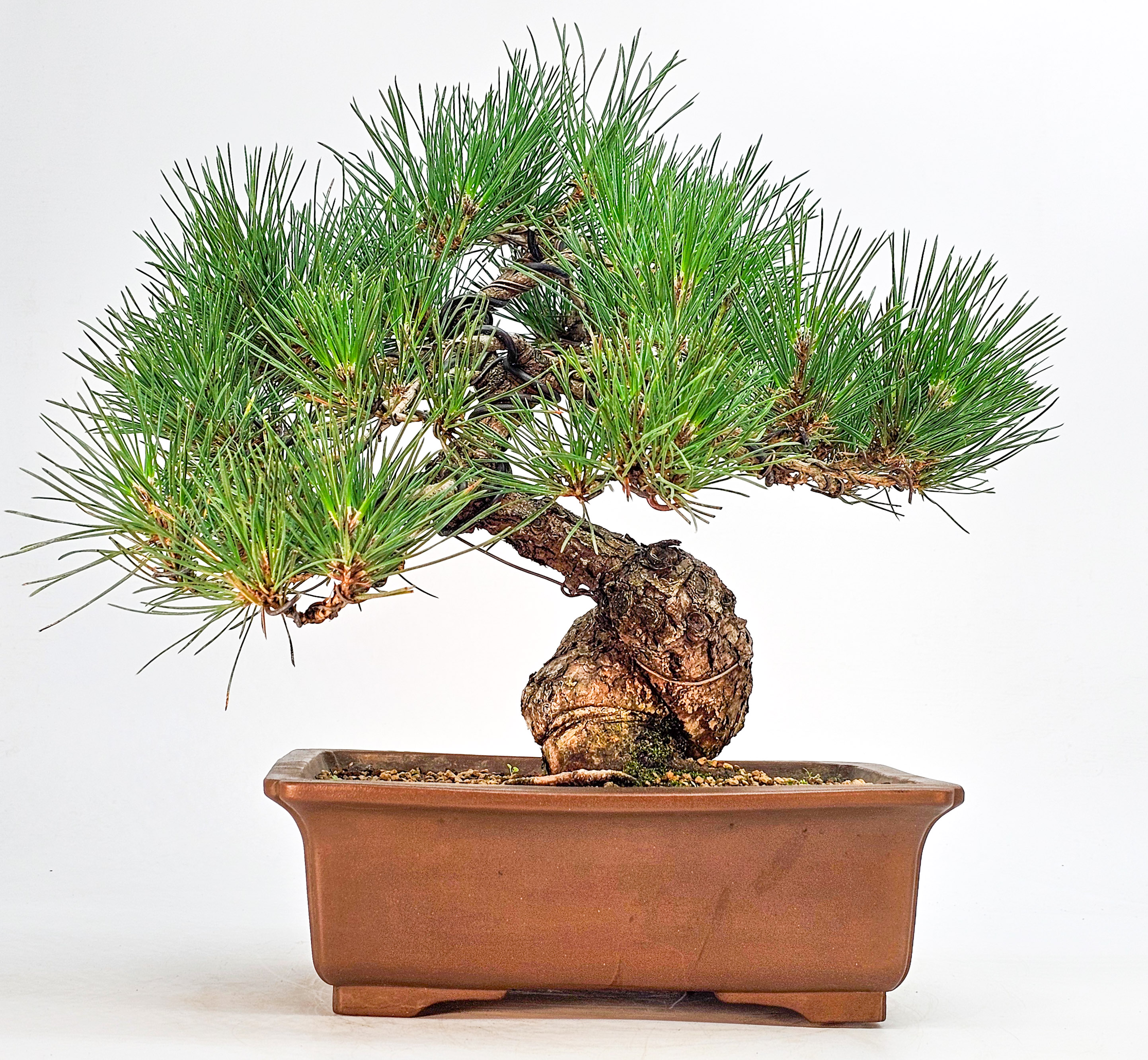 Bonsai Schwarzkiefer - Pinus thunbergii 32cm
