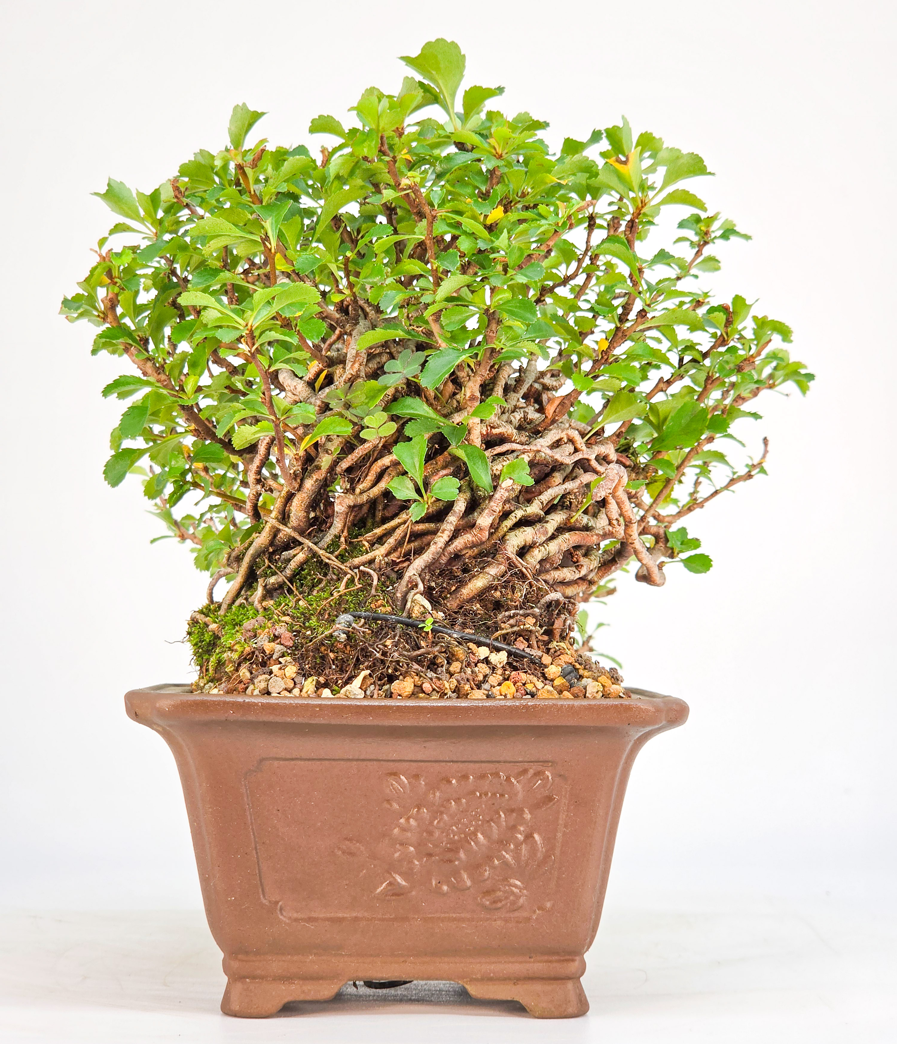 Bonsai Zierquitte - Chaenomeles Shohin 13,5cm